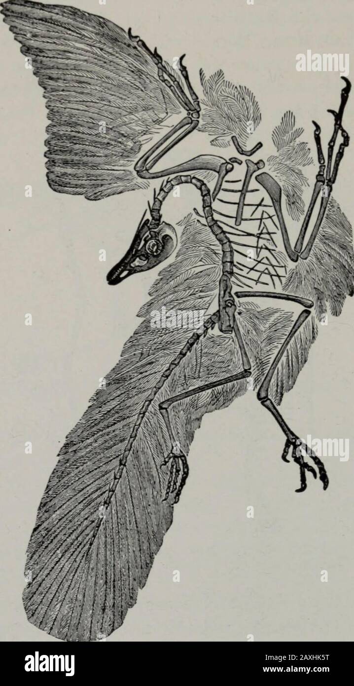 Pterodactyloidea indet. (SGO.PV.22913), distal portion of a right femur