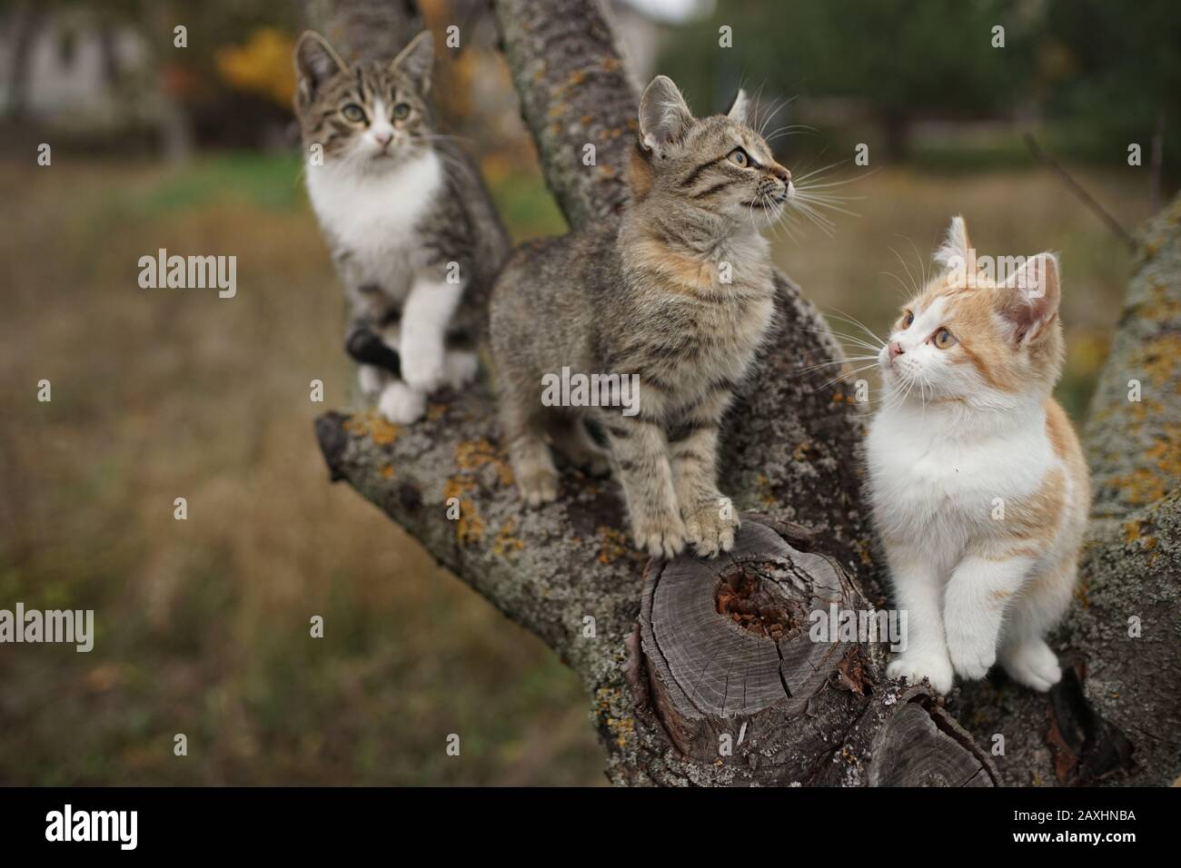 Three cute kittens sitting on a tree trunk. Lovely young cats walk in