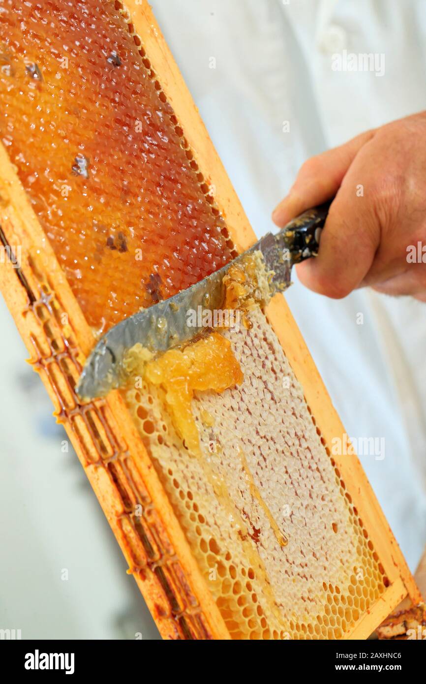Beekeeping, honey extraction. Uncapping of cells, honey harvest on the store frames uncapped with a knife Stock Photo