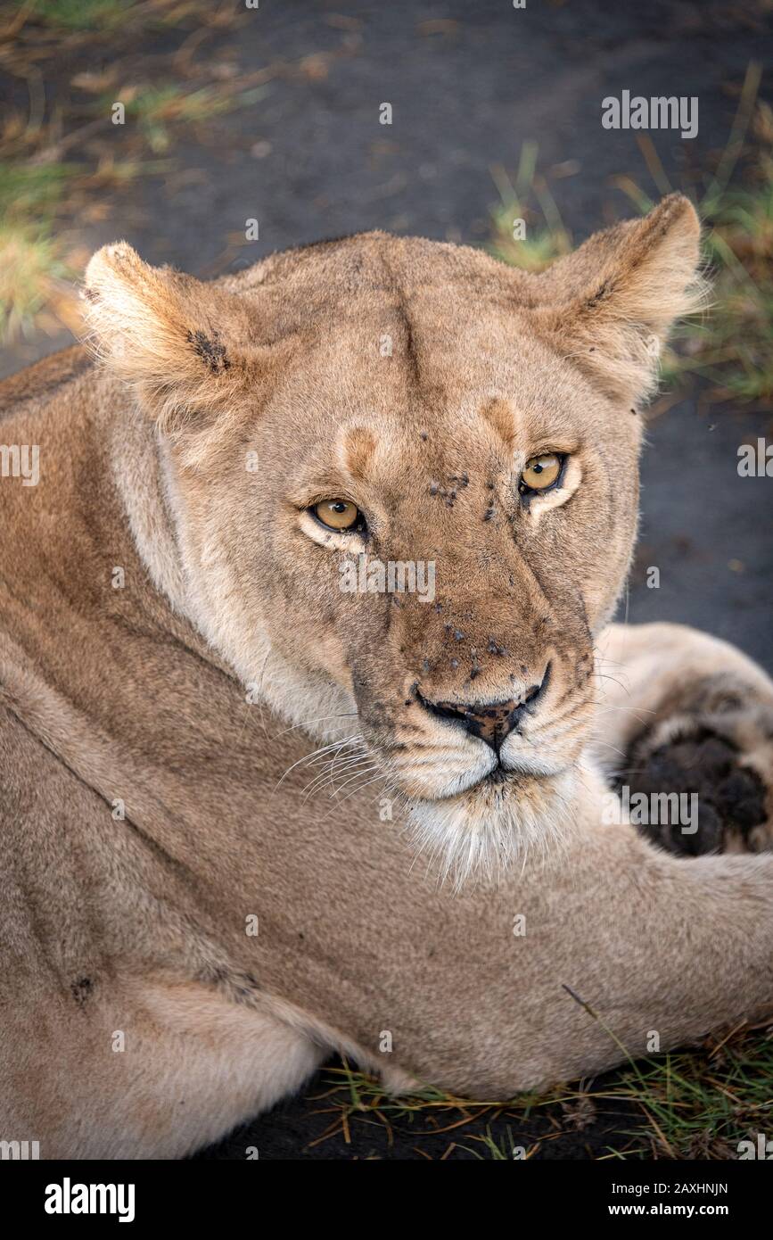 The intense stare of a Lioness at Ndutu. Stock Photo