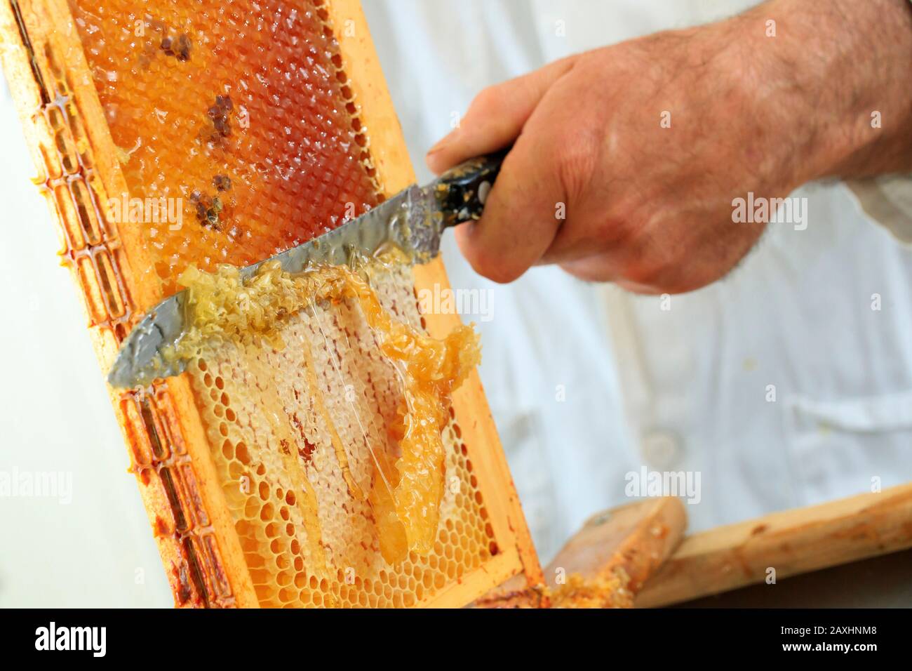 Beekeeping, honey extraction. Uncapping of cells, honey harvest on the store frames uncapped with a knife Stock Photo