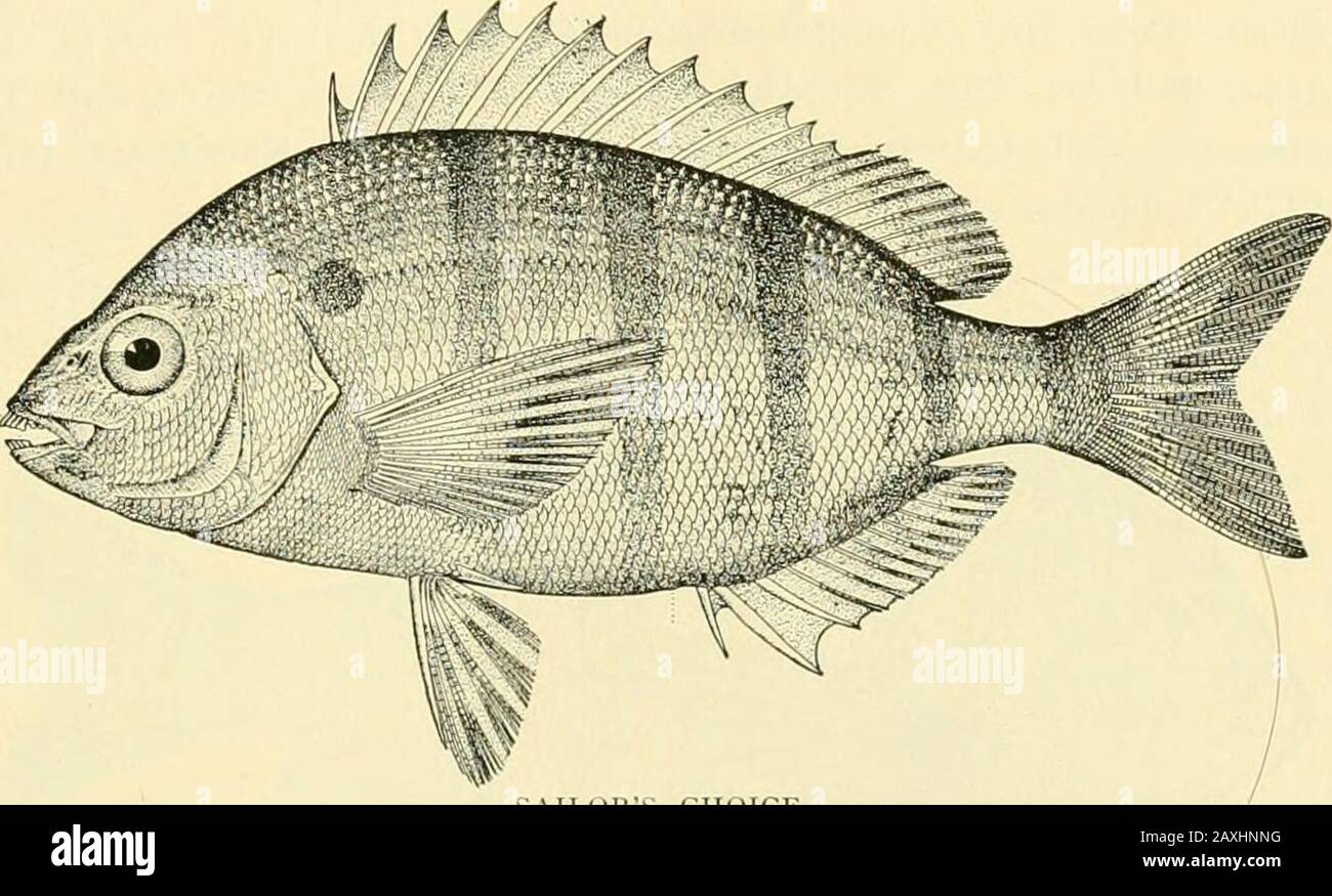 The food and game fishes of New York: . 3, length y, to ly, inchesAugust 2, I ^ to 2 inches; September 6. 2 to 3 inches; September 29, 3 to 4 inches;November !, 4 inches. The largest individuals observed weighed 3 pounds. The young are devoured in large numbers by Cod, Weakfish, Bluefish and otherpredaceous species. THE FOOD AND GAME FISHES OF NEW YORK. 421 119. Sailors Choice (J^agodon rhoinboidcs Linnneus). Sarins rlwmboides DeKav, N. V. Fauna, Fishes, 93, pi. 71, fig. 228, 1842, copied fromCuviF.R & Valenciennes. Lagodon rlwmboides Holbrook, Ichth. S. C, ed. i, 56, pi. 8, .fig. i, 1856; ed. Stock Photo