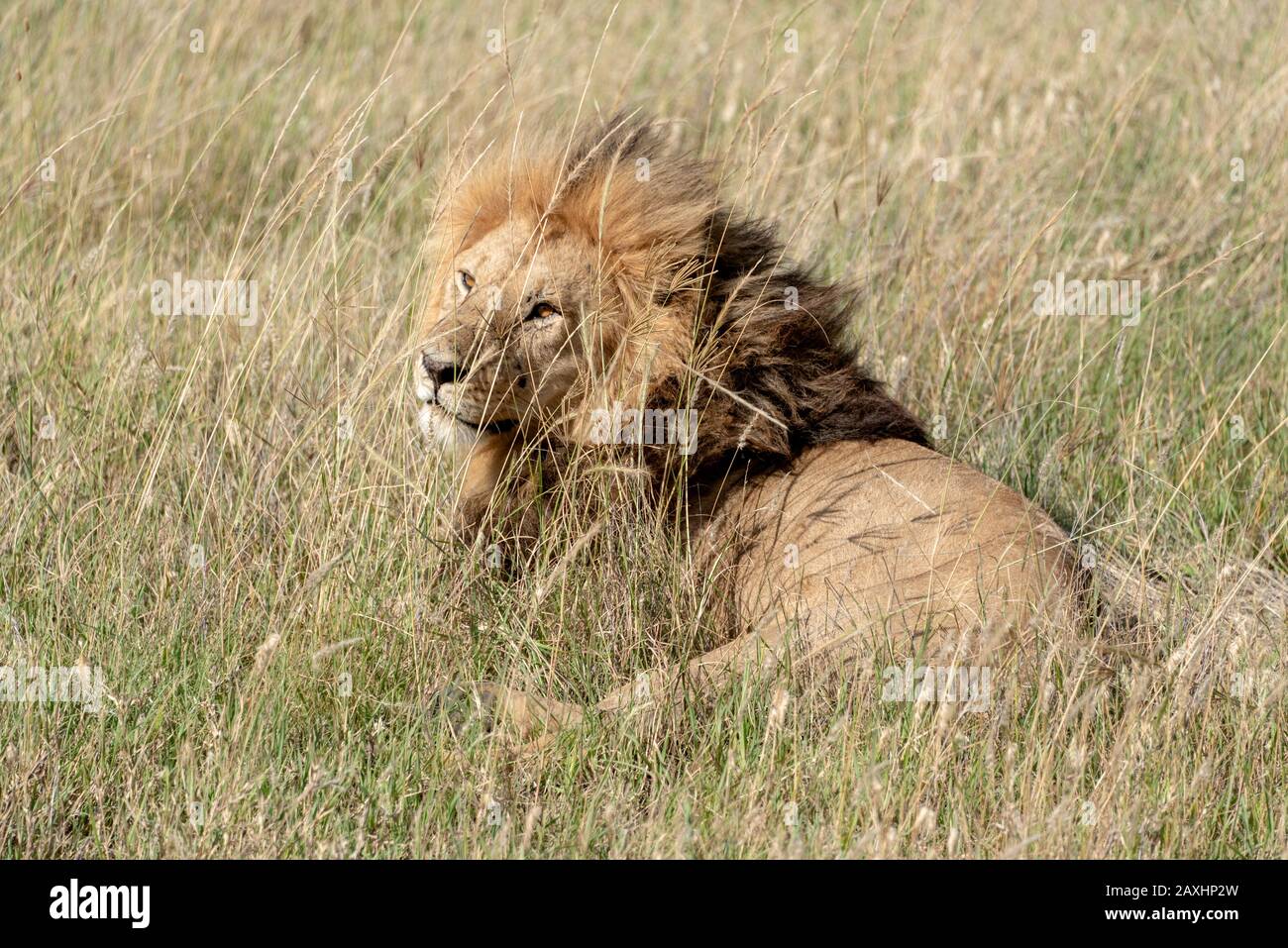 Handsome male Lion resting on the grasslands of the Serengeti National Park Stock Photo