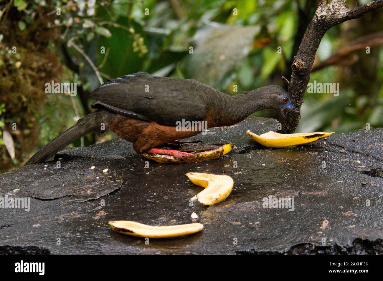 sickle-winged guan in the cloud forest that covers the eastern slopes of the Andes near Zamora in Ecuador. Stock Photo