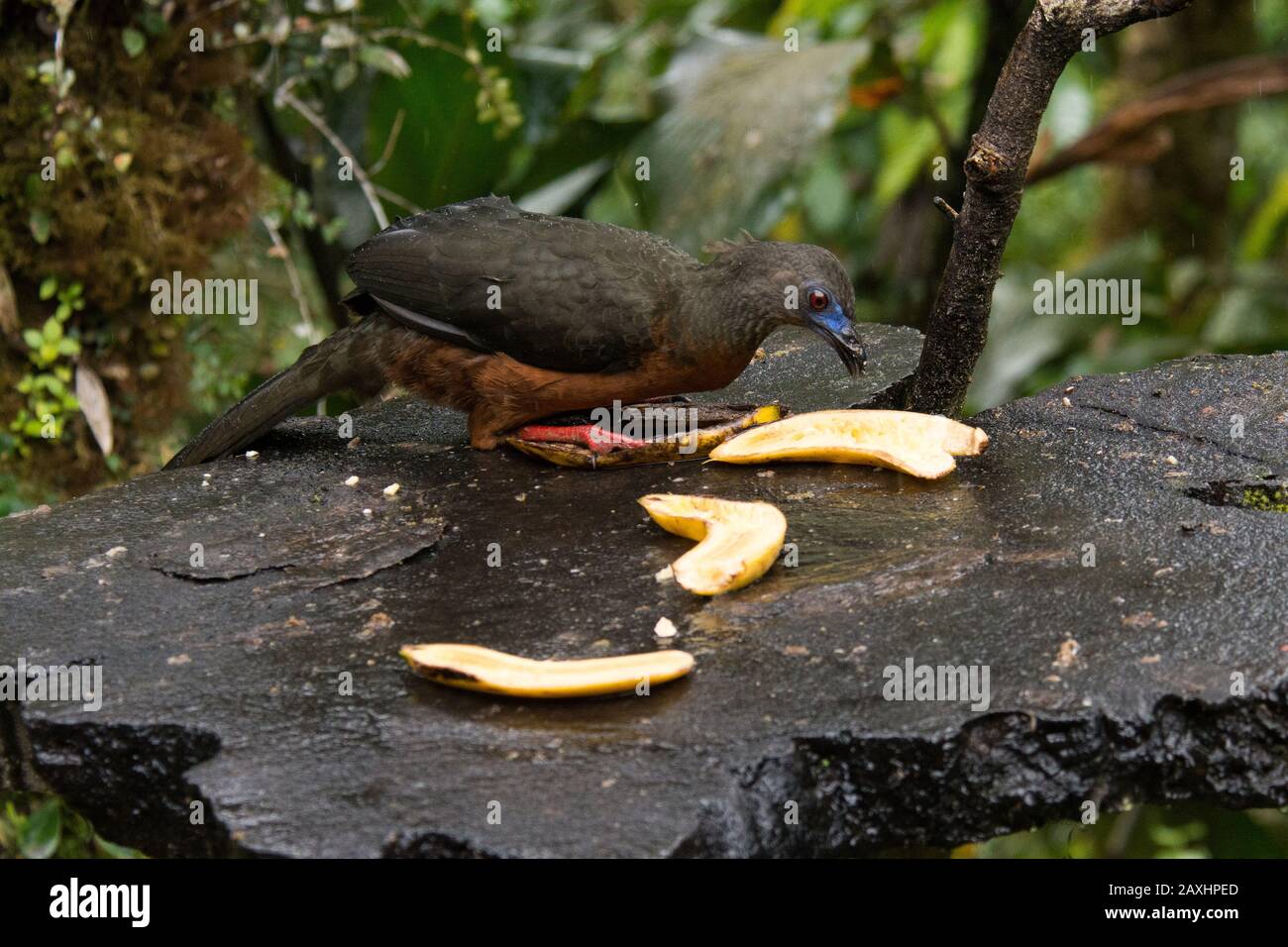 sickle-winged guan in the cloud forest that covers the eastern slopes of the Andes near Zamora in Ecuador. Stock Photo