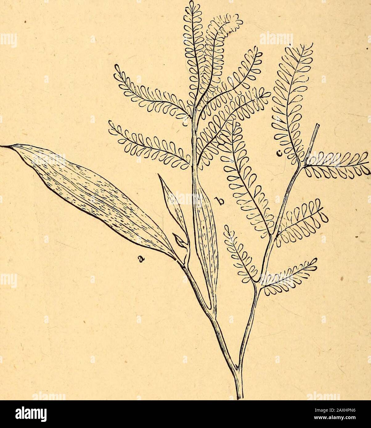 Text-book of structural and physiological botany . Fig. 141.—Diagram of the 3/8 phyllotaxisof Plant ago. Fig. 142.—a Split leaf-sheath of agrass ; b ligule ; d part of thelamina of the leaf; c node of theculm. is most often wanting. Thus the leaves of grasses have asheath, but no petiole ; those of the apple and pear a petiole,but no sheath ; in those of many Umbelliferae, such as Ange-lica, all three parts occur. The leaf-sheath embraces the stem in the form of a hol-low tube. In grasses it is always split in front (Fig. 142) ; 90 Strtictitral and Physiological Botany, in rushes and sedges, o Stock Photo