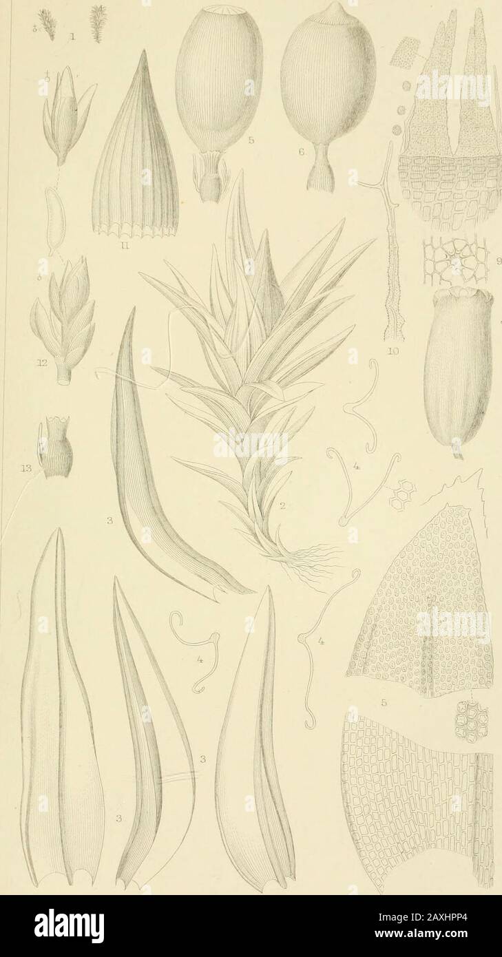 Icones muscorum, or, Figures and descriptions of most of those mosses peculiar to North America which have not yet been figured . ORTHOTRICHUM SOKDIDUM 50.. ORTHOTRICHUM PSILOCARPUM. Stock Photo