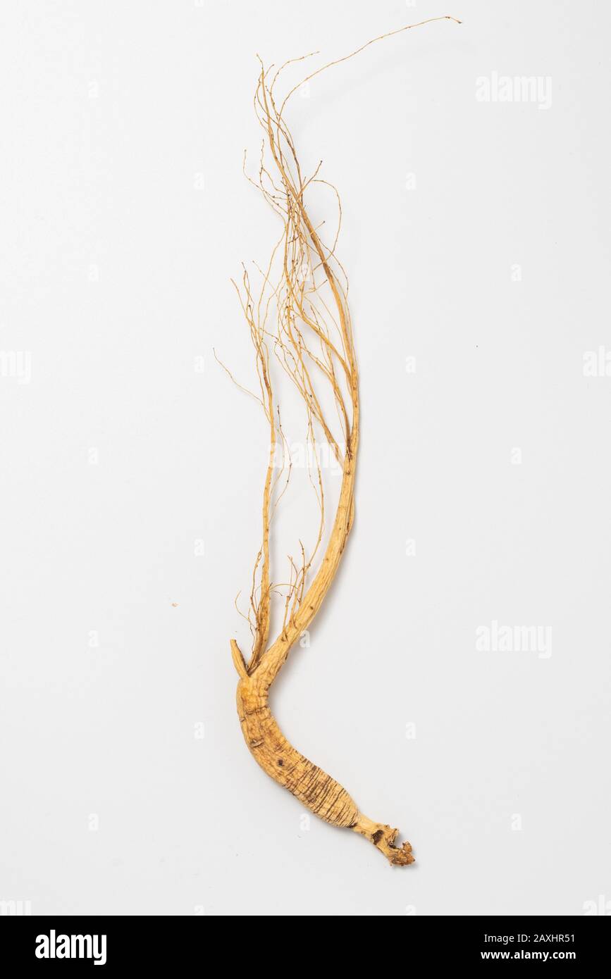 Natural Chinese Ginseng on white background Stock Photo