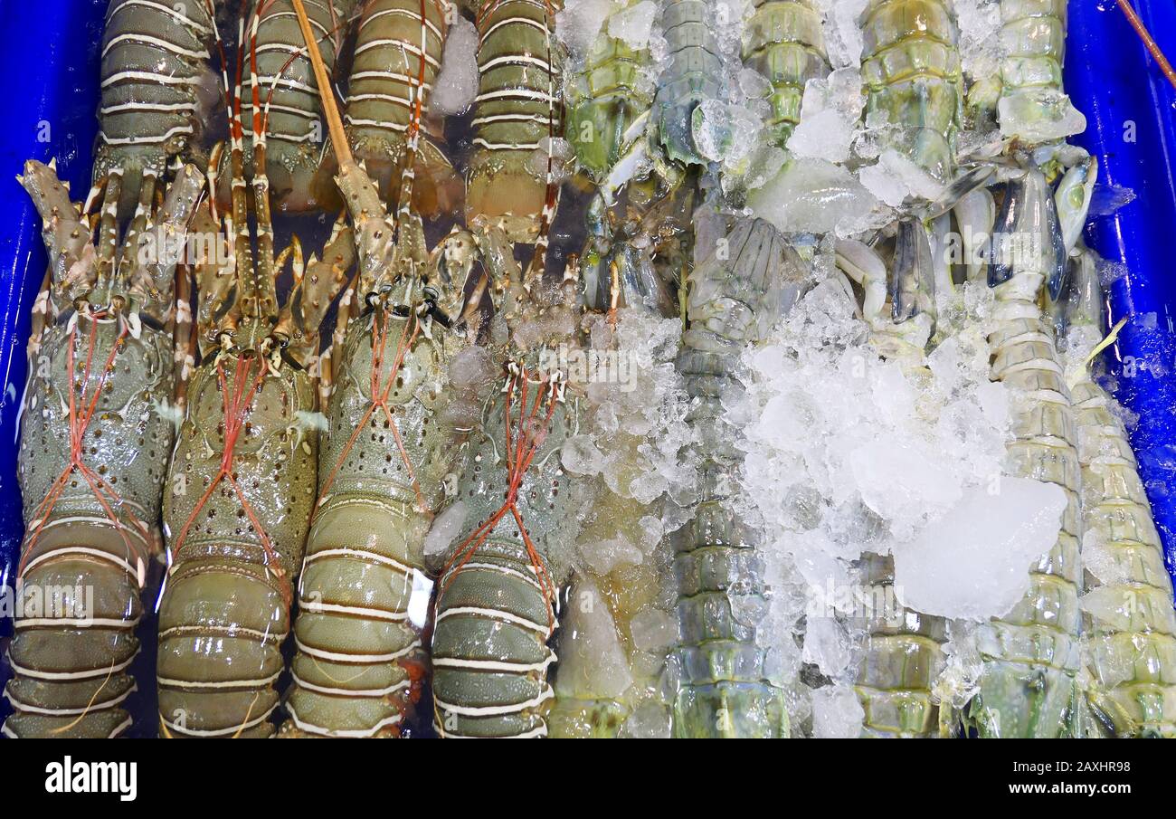 Fresh lobsters at a market Stock Photo Alamy