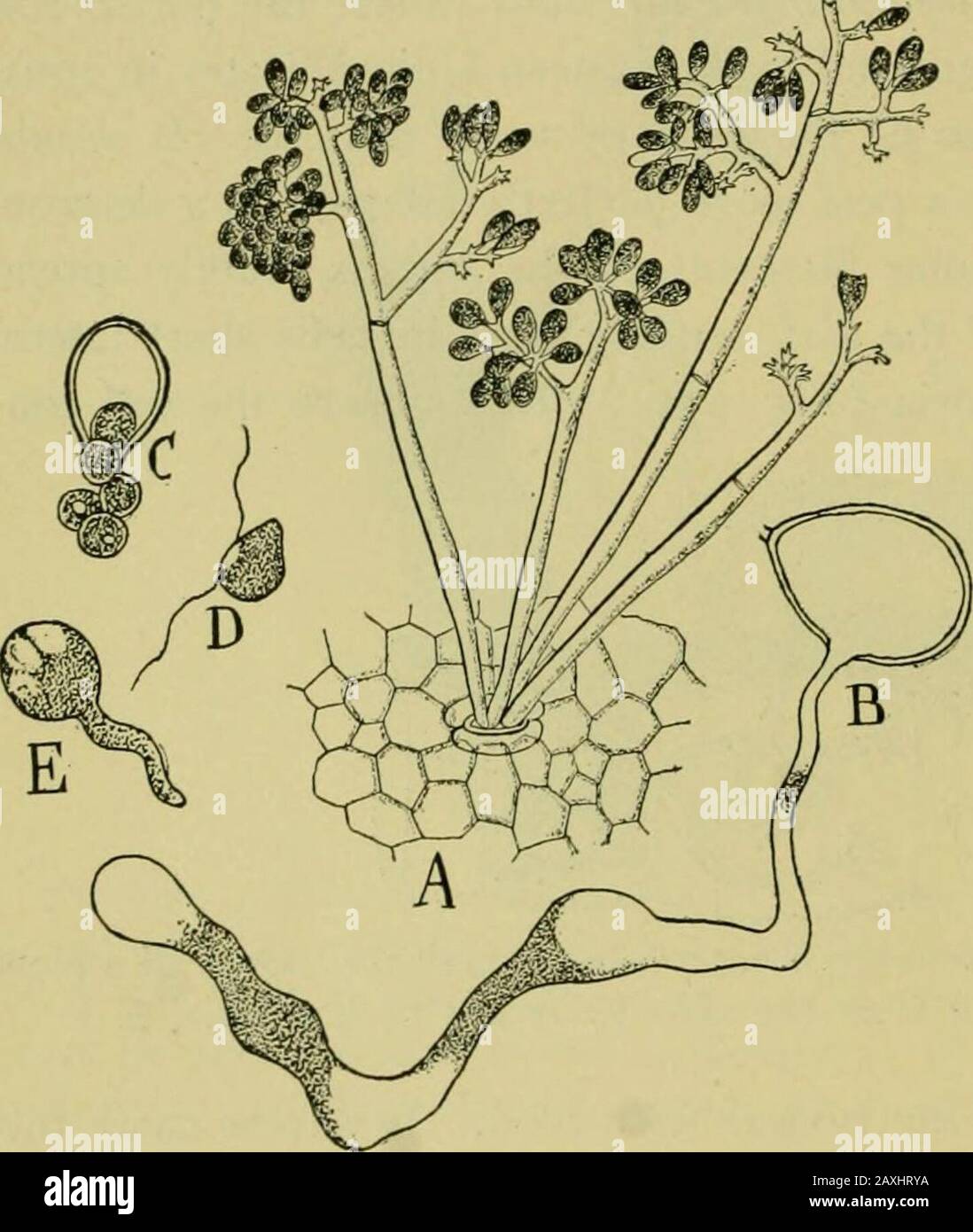 Nature and development of plants . ecayin bad cases of infection. When the mycelium has become wellestablished in the leaf, numerous branching hyphae extend outthrough the stomata and form at their tips little sacs or sporangia(Fig. 132, A). The formation of the sporangia is effected in afew hours, when they drop off and are carried by the wind toother plants, where they germinate at once, forming a tube thatpenetrates the leaf and rapidly spreads the disease. If the spor-angia chance to fall upon leaves that are wet by dew or rain, the 2oo REPRODUCTION OF DOWNY MILDEWS contents breaks up into Stock Photo