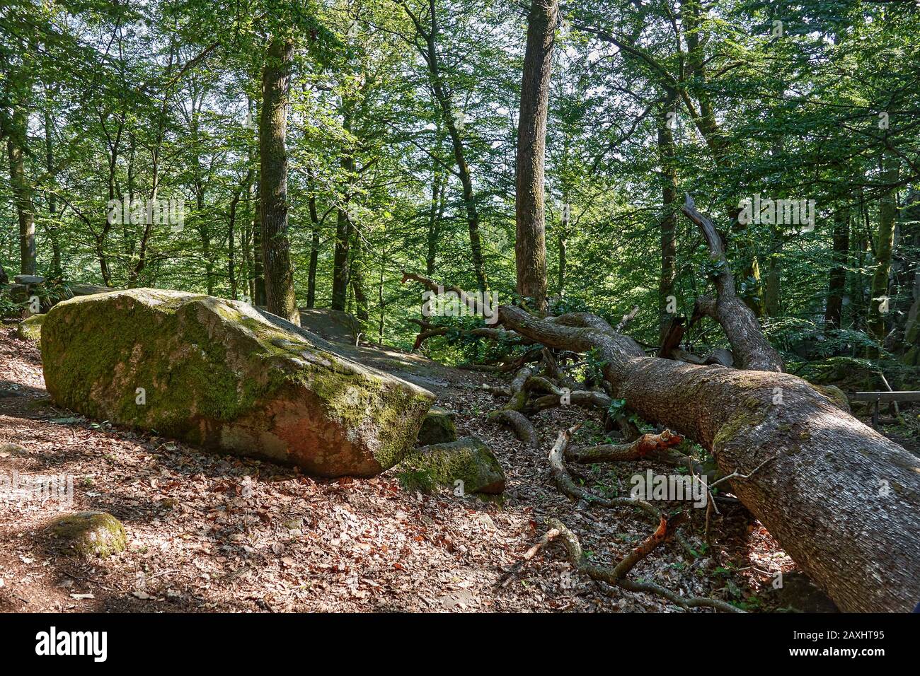 Echo Valley - boulders in a forest, vicinity of Aakirkeby, Bornholm island, Denmark Stock Photo