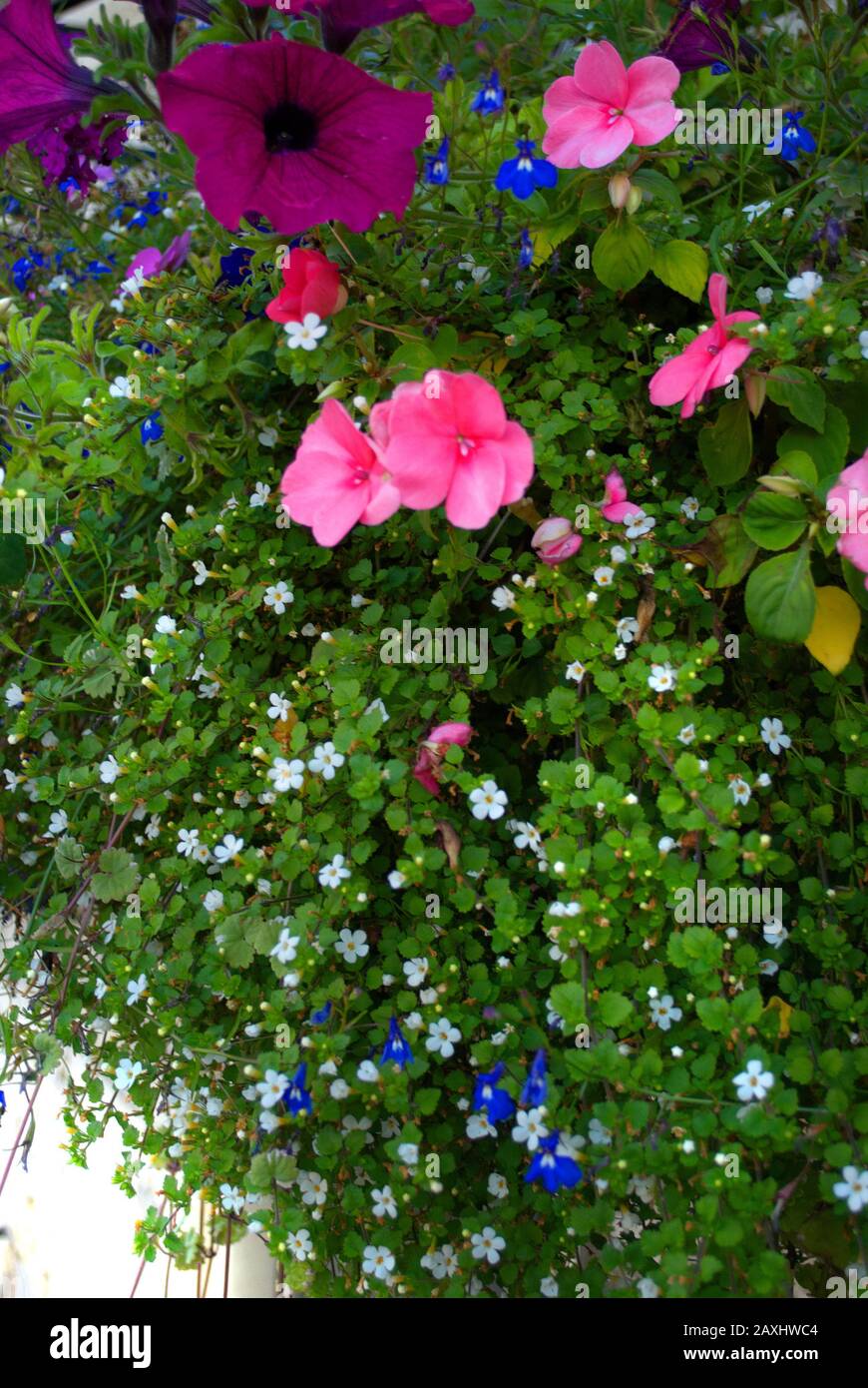 Hanging basket in Pickering, North Yorkshire Stock Photo Alamy