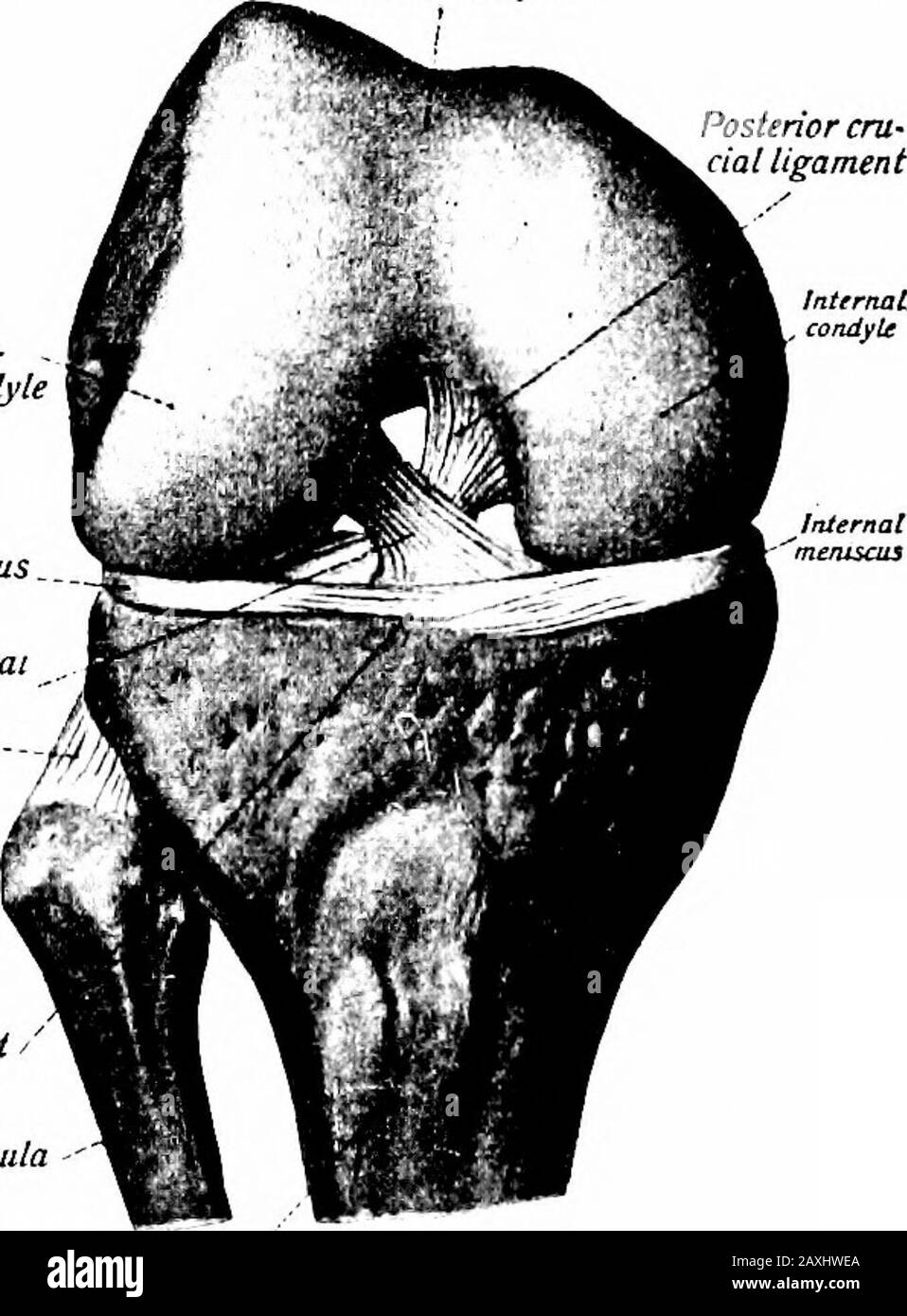 A manual of anatomy . Sobotta ami McMurrich.) with the patella and distally with the condylar facets upon the headof the tibia. The capsule in itself is not a complete investment nor are thespecial portions sufficient to form a complete capsule. The latteris completed and strengthened by expansions from the varioustendons about it. THE KNEE JOINT 135 The patellar ligament {lig. patellm), a ventral ligament, connectsthe apex of the patella with the tuberosity of the tibia. The dorsal ligament {lig. posterius) is thin laterally and thickmedially. It extends from the margins of the femoral condyl Stock Photo