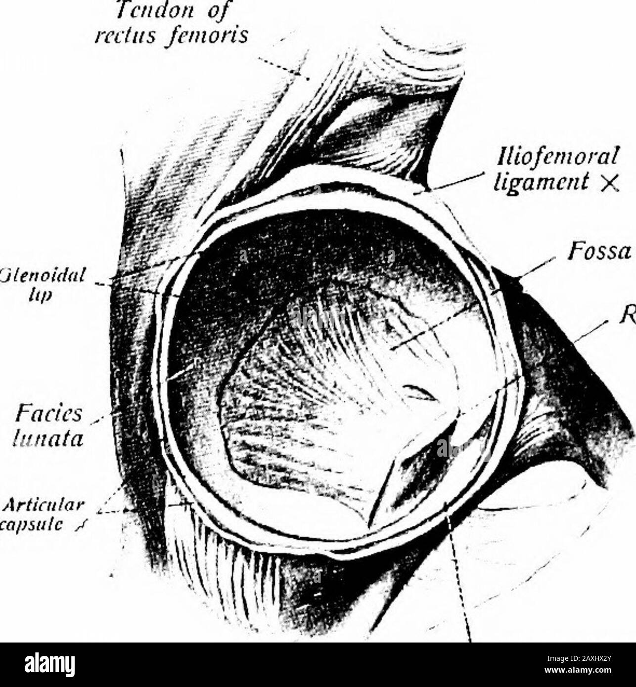 A manual of anatomy . GreatiT Irnrhnnlci Cilnlcol iiiberositv Fig. 104.—The right hip joint seen from behind. {Sobotia and McMurricn.) THE HIP JOINT 133 greater trochanter; ventrally, to the intertrochanteric line; dorsal]y,to the junction of the middle and lateral third of the neck andinferiorly to the region of the lesser trochanter. Most of the dorsalsurface of the neck is not intrascapular while all of the remainder is. The iliofemoral ligament {lig. iliofemorale) is J^-shaped and sup-ports the capsule ventraUy. It extends between the inferior marginof the superior spine of the ilium to th Stock Photo
