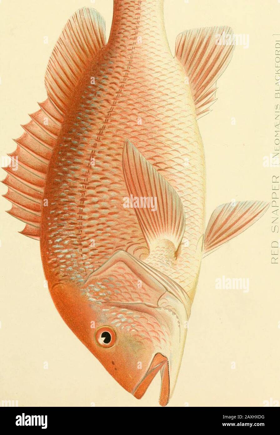 The food and game fishes of New York: . ackish above, silvery gray on the sides, often blotched and tinged with yellow;fins dusky gray, sometimes mingled with yellow. The Flasher is a large species, found in all warm seas, ranging on our coast fromCape Cod to Panama ; it reaches the length of 3 feet and is used for food. AtWoods Hole, according to Dr. .Smitlr, it is vcr- rarely taken. Specimens weresecured, however, in August, 1873, December, 1875, September 20, 1886, and inAugust, i8go. The individual obtained in 1886 was caught in a trap at Menemsha,Marthas Vineyard. The Rhode Island Fish C Stock Photo