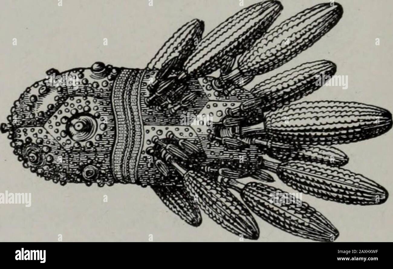 Geology . Fig. 360.—Jurassic Ccelexterata and Echintodermata: a, b, Thamnastrcea pro-lifera Becker, a complete corallum, and the lateral surface of a costal septumenlarged; c, Thecosmilia trichotoma (Goldf.); d, Pentacrinus bnareus Mill; e,Cidaris coronata Goldf. majority of the Jurassic crinoids were undoubtedly shallow-waterforms, as most of the Paleozoic types had been; but there is evidence THE JURASSIC PERIOD. 85 that deep-water species had begun to appear, leading toward the presentdominant but not exclusive habit. (5) The long, slow evolution of the echinoids in the Paleozoic erawas suc Stock Photo