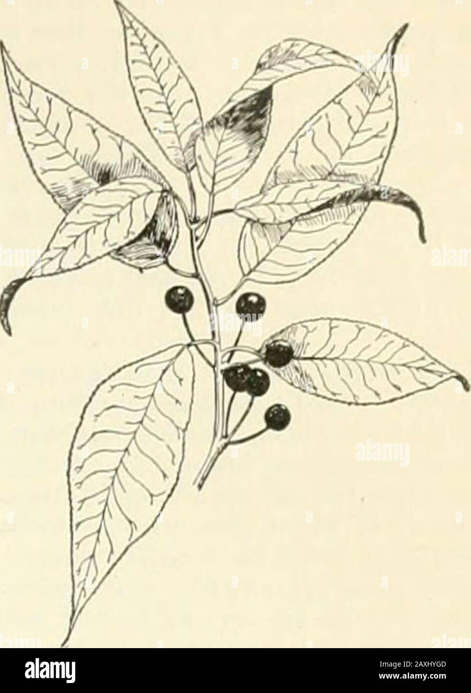 The new international encyclopaedia . n, andsmooth on both sides; flowers in a cluster onlong pedicels in May; fruit round, light-red,very small, with thin pulp; stone globular.Prunus serotina, the wild black cherry, is a finetree with gray, sometimes rather shaggy bark onthe trunk, and reddish limbs, often growing inthe Western States to 80 feet in height and 2feet or more in diameter, but smaller in theAtlantic States, leaves lanceolate-oblong, taper-pointed, serrate, with incurved, short, and cal-lous teeth, thick, shining above; flowers, whichappear in June, in long racemes; fruit purplish Stock Photo