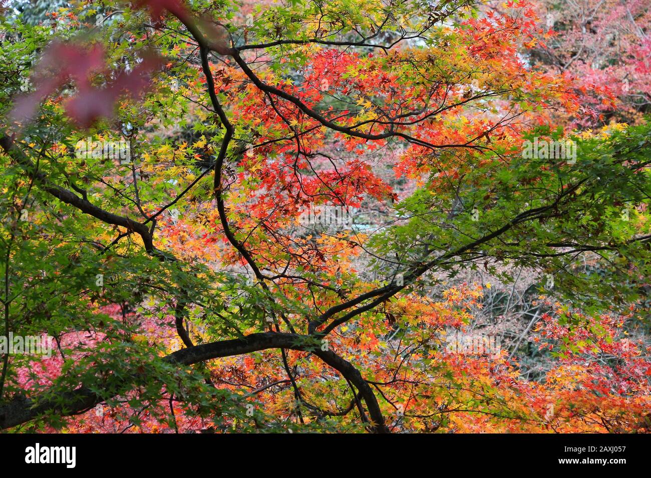 Autumn foliage in Japan. Red and orange momiji leaves (maple tree) in