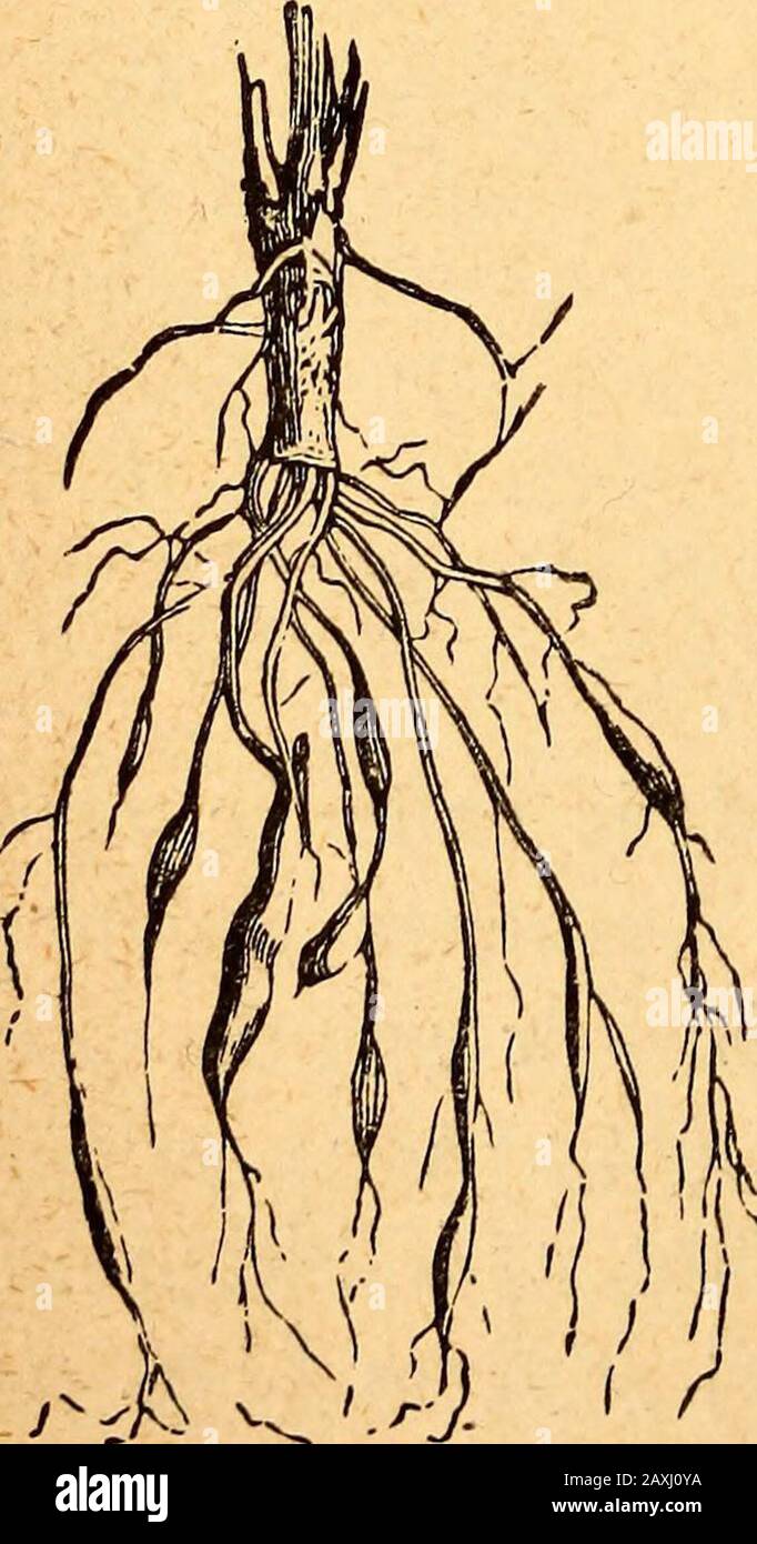 Text-book of structural and physiological botany . Fig. 104.—Diagram of fili-form root. Fig, 105.—Fibrous root ofa grass. lower extremity of the stem. In grasses, for example, theseroots are filiform, and are then called fibrous roots (Fig.. Stock Photo
