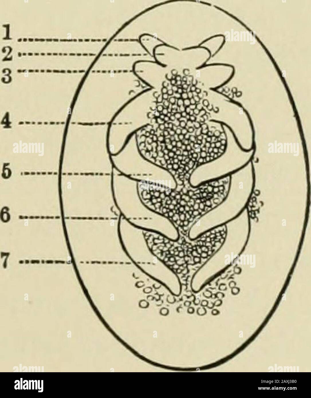 Guide to the study of insects and a treatise on those injurious and beneficial to crops, for the use of colleges, farm-schools, and agriculturists . Fig. 58. out, with the rudiments of the limbs and mouth-parts ; and thesternites, or ventral walls, of the thorax and of the two basalrings of the head appear. The anterior part of the head, in-cluding the so-called procephalic lobes overhangs and con- FiG. 57. Side view of embryo. The procephalic lobes are not shown. 1, antennae;8, mandibles; 3, maxillae; 4, second nia.xillK (labium); &-7, legs. These numbereand letters are the same in all the fi Stock Photo