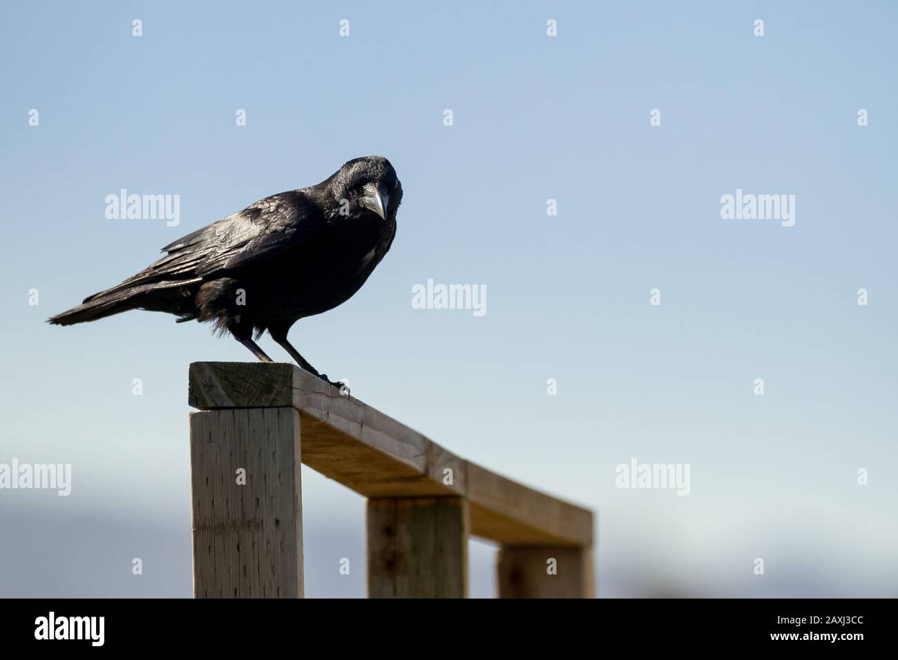 A Japanese Jungle crow or Large-biilled Crow (Corvus macrorhynchos japonensis) on a wooden fence near Yamato, Kanagawa, Japan. Stock Photo