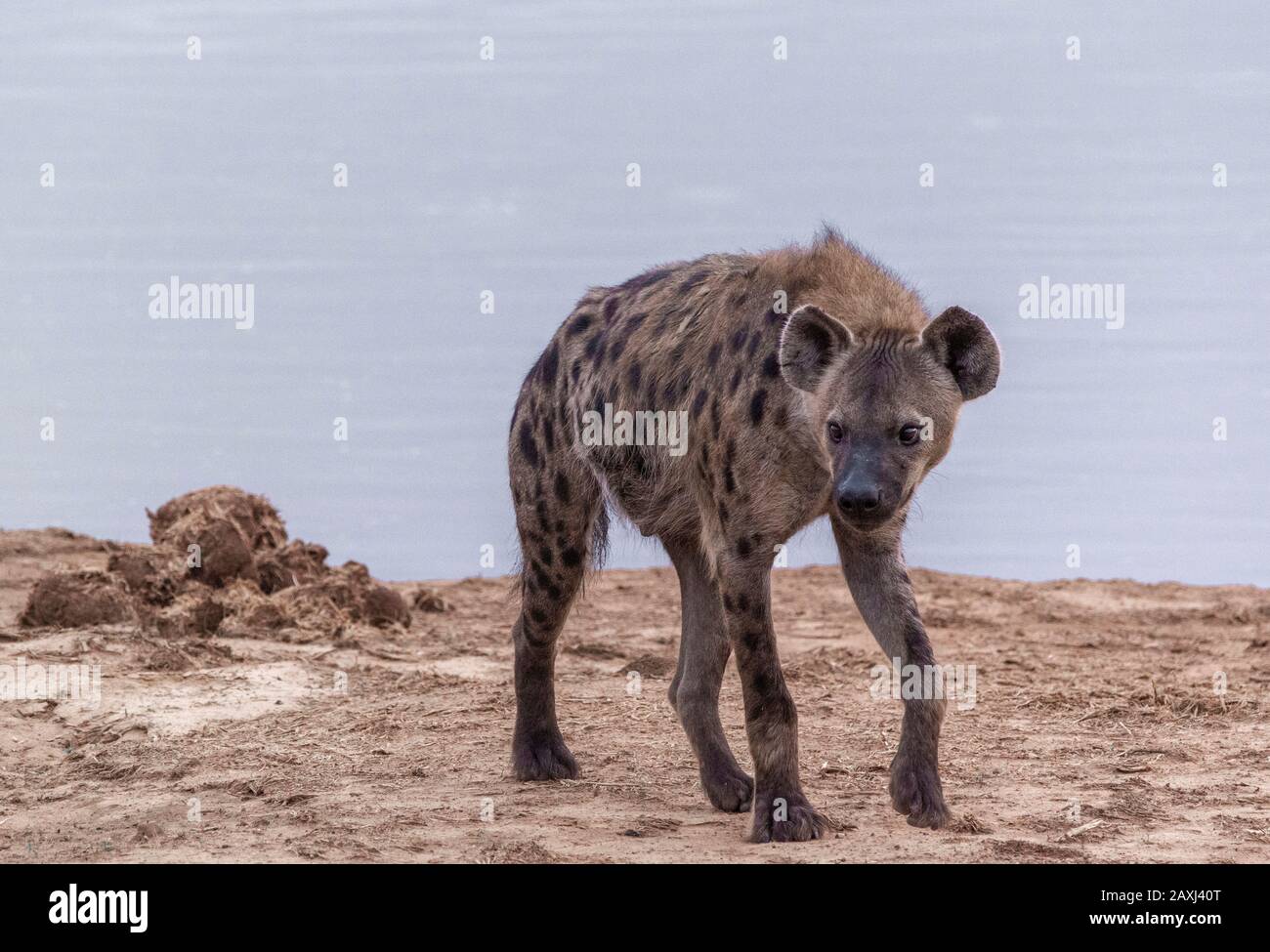 Spotted Hyena hunting in the Addo Elephant National Park, Eastern Cape, South Africa Stock Photo