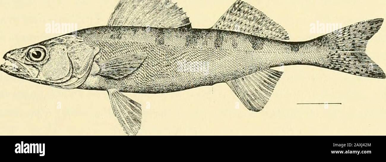 The food and game fishes of New York: . Glasseye and Wall-eyedPike. In the (ireat Lakes region it is known as Blue Pike, Yellow Pike, Green Pikeand Grass Pike. In the Ohio Valley and Western North Carolina it is the Jack ; inLake Erie and Canada, the Pickerel: in some parts of the (.)hi(3 Valley, the WhiteSalmon or Jack Salmon. The Cree Indians call it the okiK^ and the French Cana-dians do)-c or picarcl. Among the fur traders of British America it is called theHornfish. The Pike Perch or Wall-eyed Pike inhabits the Great Lakes region and extendsnorthward into British America, where it has bee Stock Photo