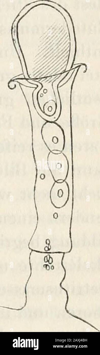 Zoologischer Anzeiger . Fig.l. Fig. 2. 354 ramosum beobachtete ^ Ein weiter umgebildeter Zweig erwies dennauch in der That, dass jene eizellenähuHchen Elemente sich inwirkliche Eier verwandeln. An diesem Zweige (Fig. 2) war nicht nurdie Continuität des Stiels völlig unterbrochen, sondern auch das Po-lypenköpfchen in der bekannten Weise zurückgebildet, so dass esunter Schwund der Tentakeln und des Mundes zu einem birnförmigenKörper zusammengezogen war, dessen ectodermale Hülle noch sehrdeutlich, das Entoderm aber in eine unklare dichte Masse ver-wandelt erschien. Durch die ÖiFnung des queren Sk Stock Photo