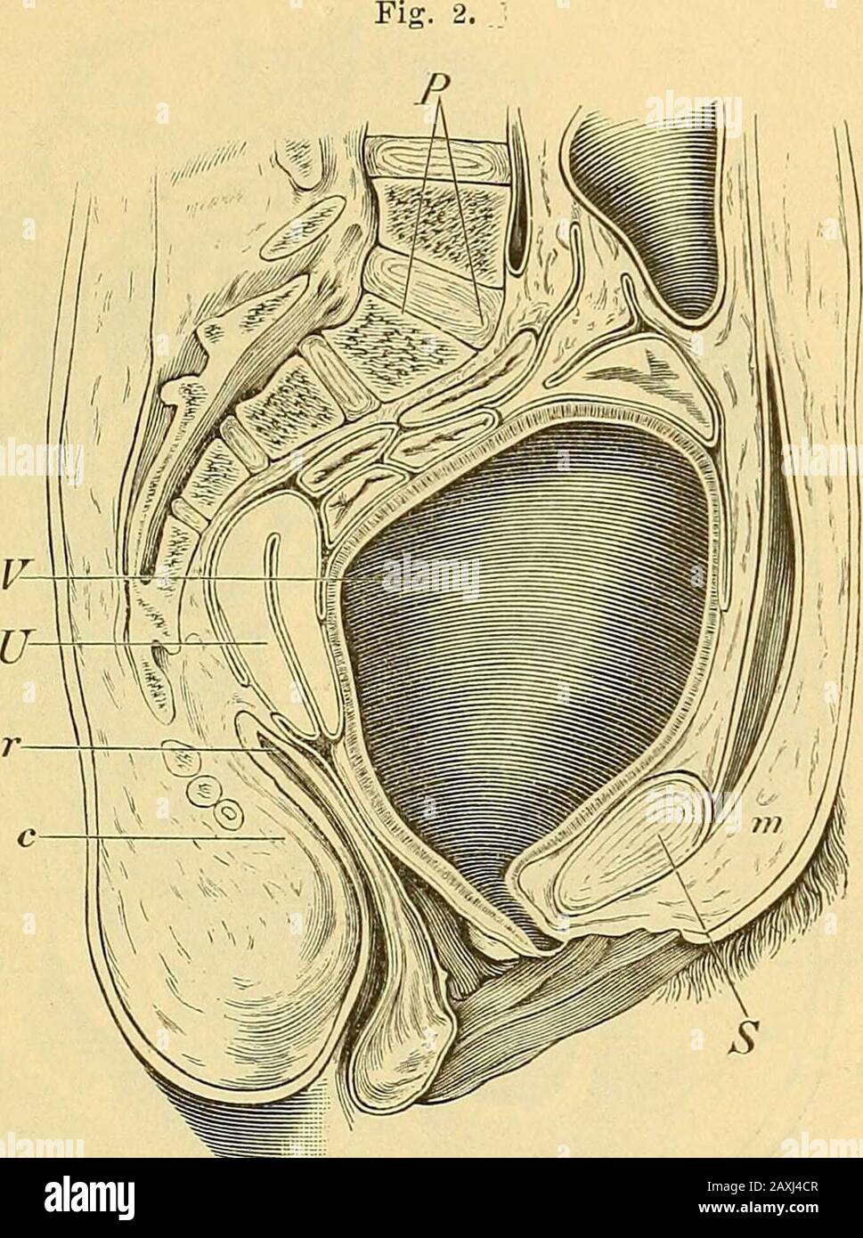 Mons veneris hires stock photography and images Alamy