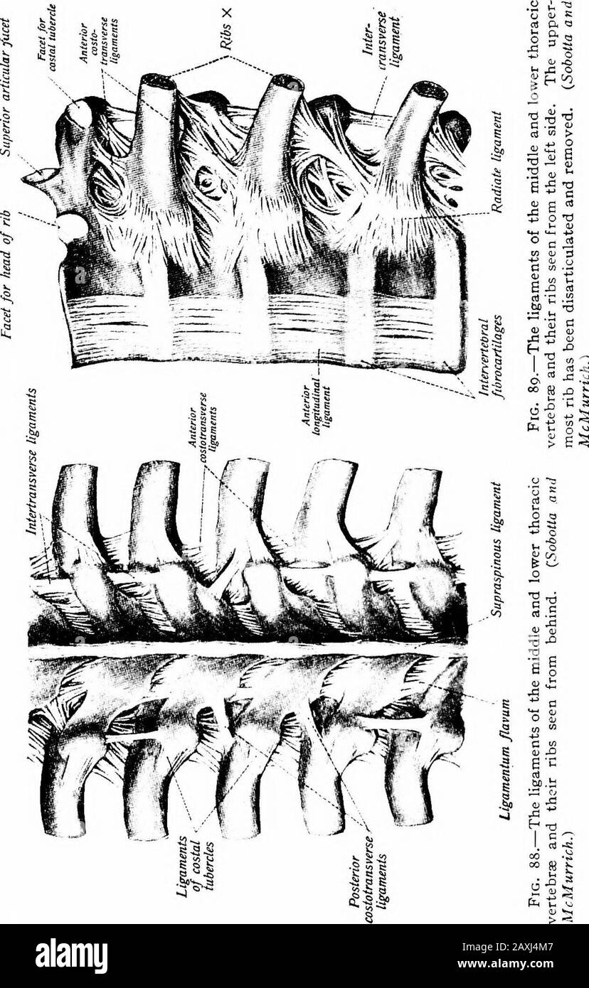 A manual of anatomy . .—The right temporo-mandib-ular articulation seen from the outerside. {Sobotla anil McMurrich.) Fig. 87.—The right temporo-mandibu-lar articulation seen from the inner side.{Sobotta and McMurrich.) lates with the demifacet of the two adjoining vertebral bodies.A capsular ligament surrounds these parts. The ventral portion ofthe capsule is reinforced by three radiating bundles of fibers calledthe radiate ligaments of the head {lig. capituli costce radiatum).These start at the head; the middle one is attached to the inter-vertebral disc and the others to the vertebral bodie Stock Photo