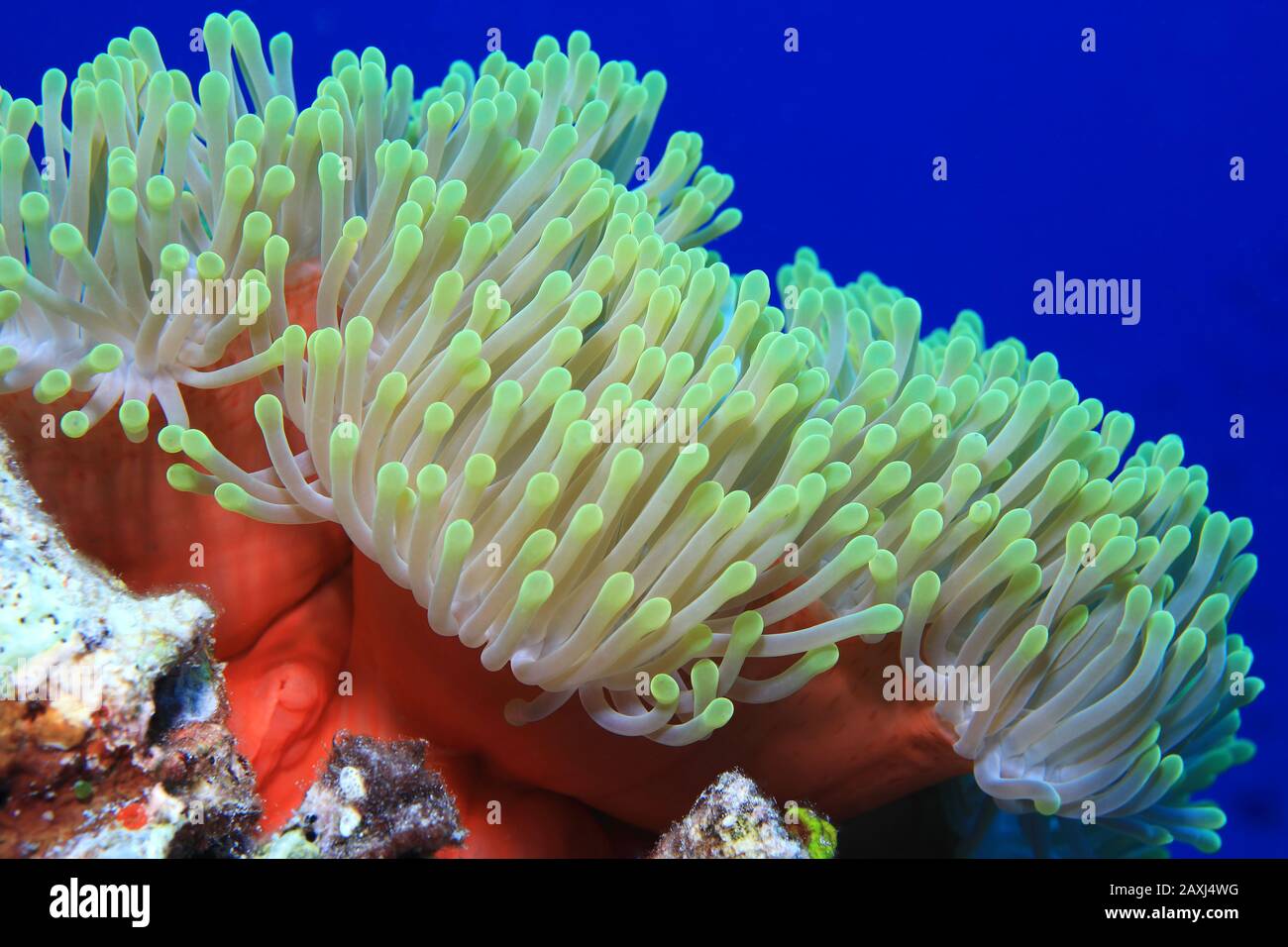 Magnificent sea anemone (Heteractis magnifica) underwater in the tropical coral reef of the indian ocean Stock Photo