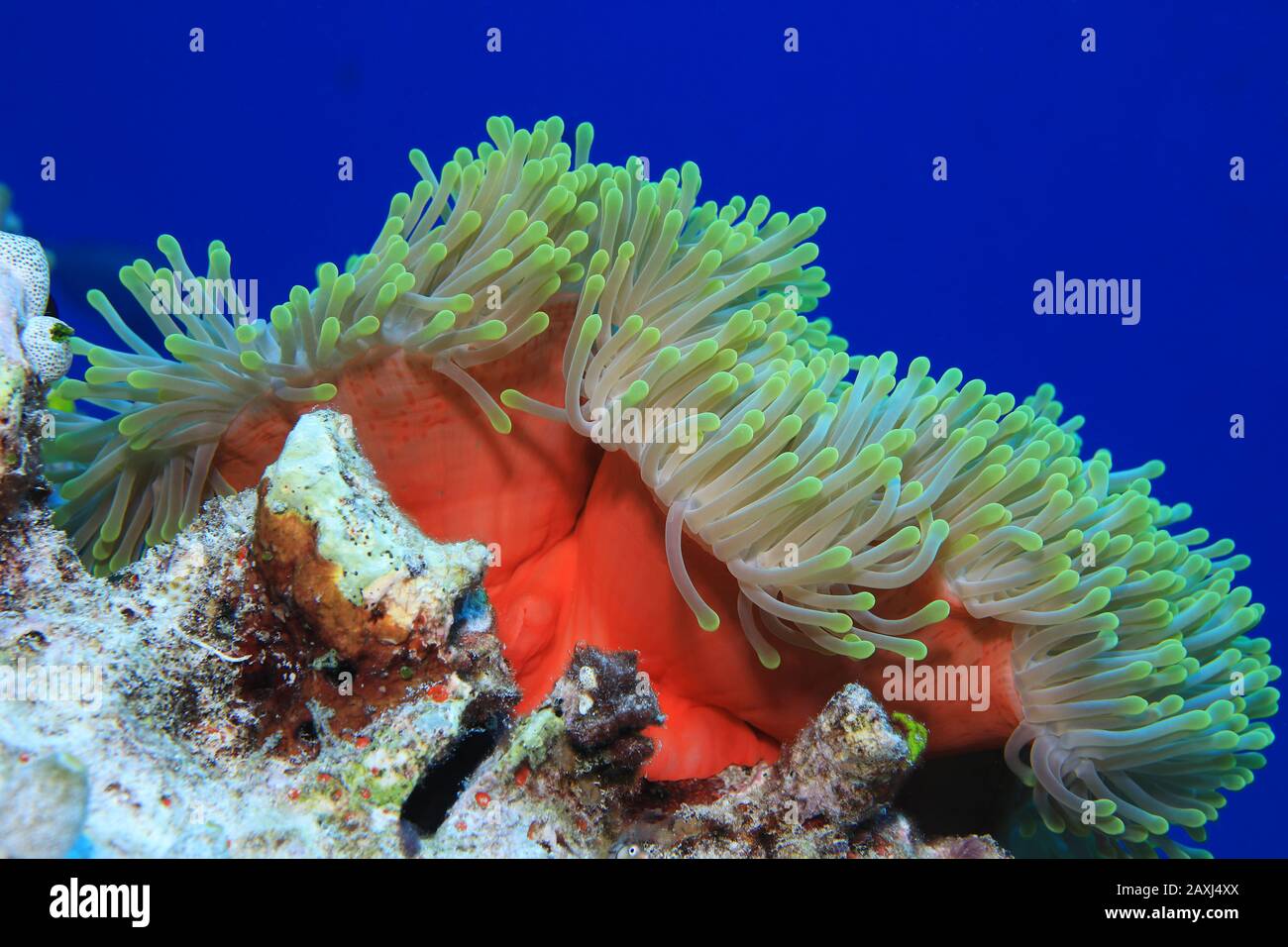 Magnificent sea anemone (Heteractis magnifica) underwater in the tropical coral reef of the indian ocean Stock Photo