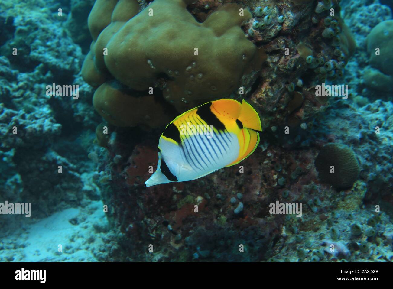 Blackwedged butterflyfish (Chaetodon falcula) underwater in the tropical coral reef of the Maldives Stock Photo
