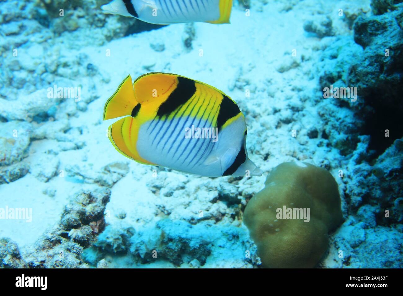 Blackwedged butterflyfish (Chaetodon falcula) underwater in the tropical coral reef of the indian ocean Stock Photo
