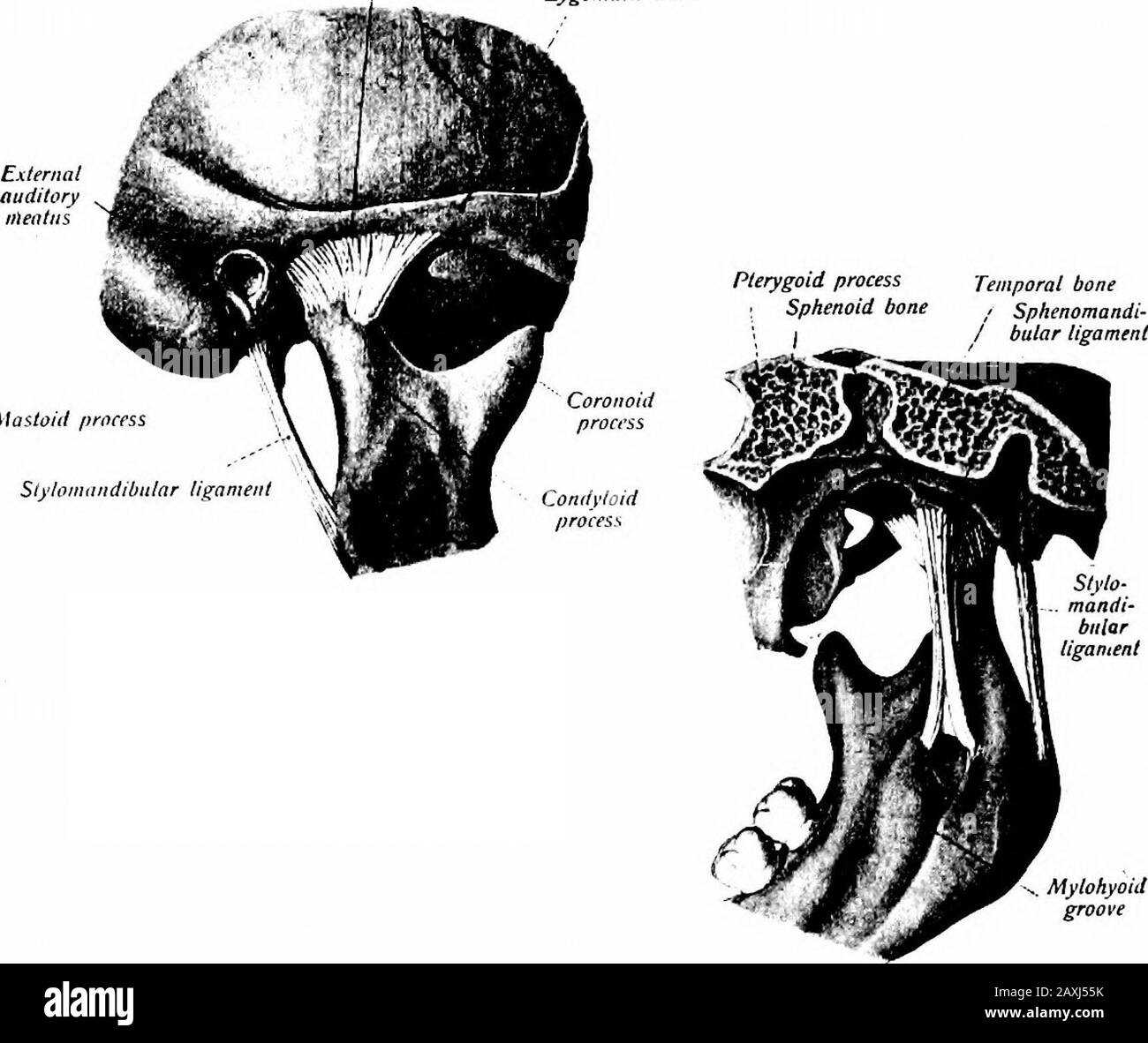 A manual of anatomy . ty into two compartments, each of whichhas its own synovial membrane. 4. The sphenomandibular ligament {lig. sphenomandibidare) is athin, flat band extending between the spine of the sphenoid bone andlingula of the mandible. It is an accessory ligament. 5. The stylomandibtdar ligament {lig. stylomandibulare) extendsfrom the styloid process of the temporal bone to the dorsal marginof the angle of the mandible. It is an accessory ligament. Movements.—Depression, elevation, forward, backward, lateral(grinding). ii6 SYNDESMOLOGYARTICULATIONS OF THE THORAX Two articulations ex Stock Photo