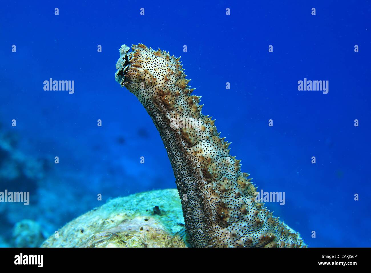 Reef sea cucumber hires stock photography and images Alamy