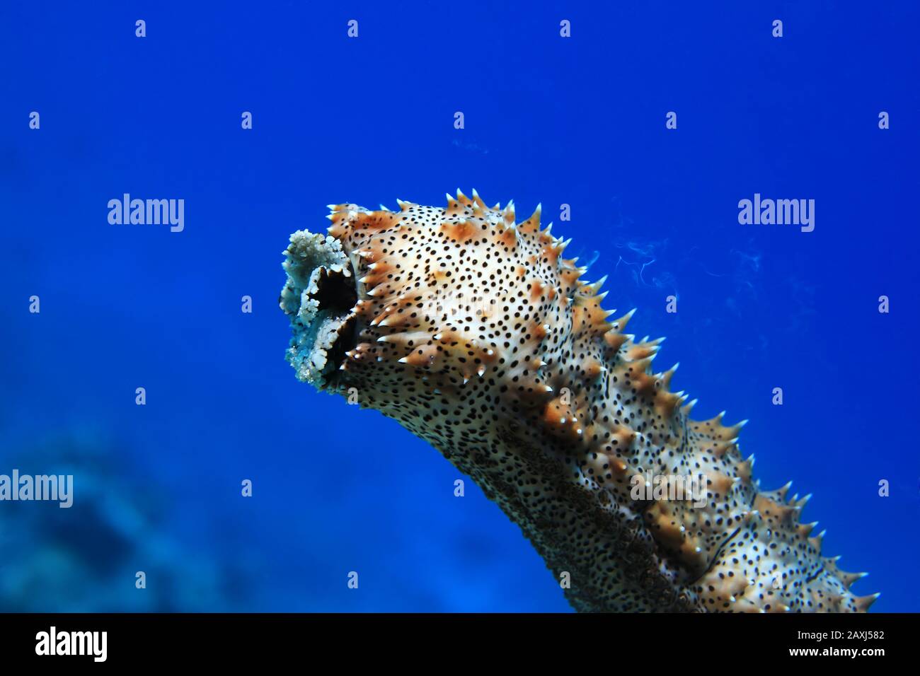 Sea cucumber (Pearsonothuria graeffei) spawn by releasing eggs and sperm into the ocean Stock