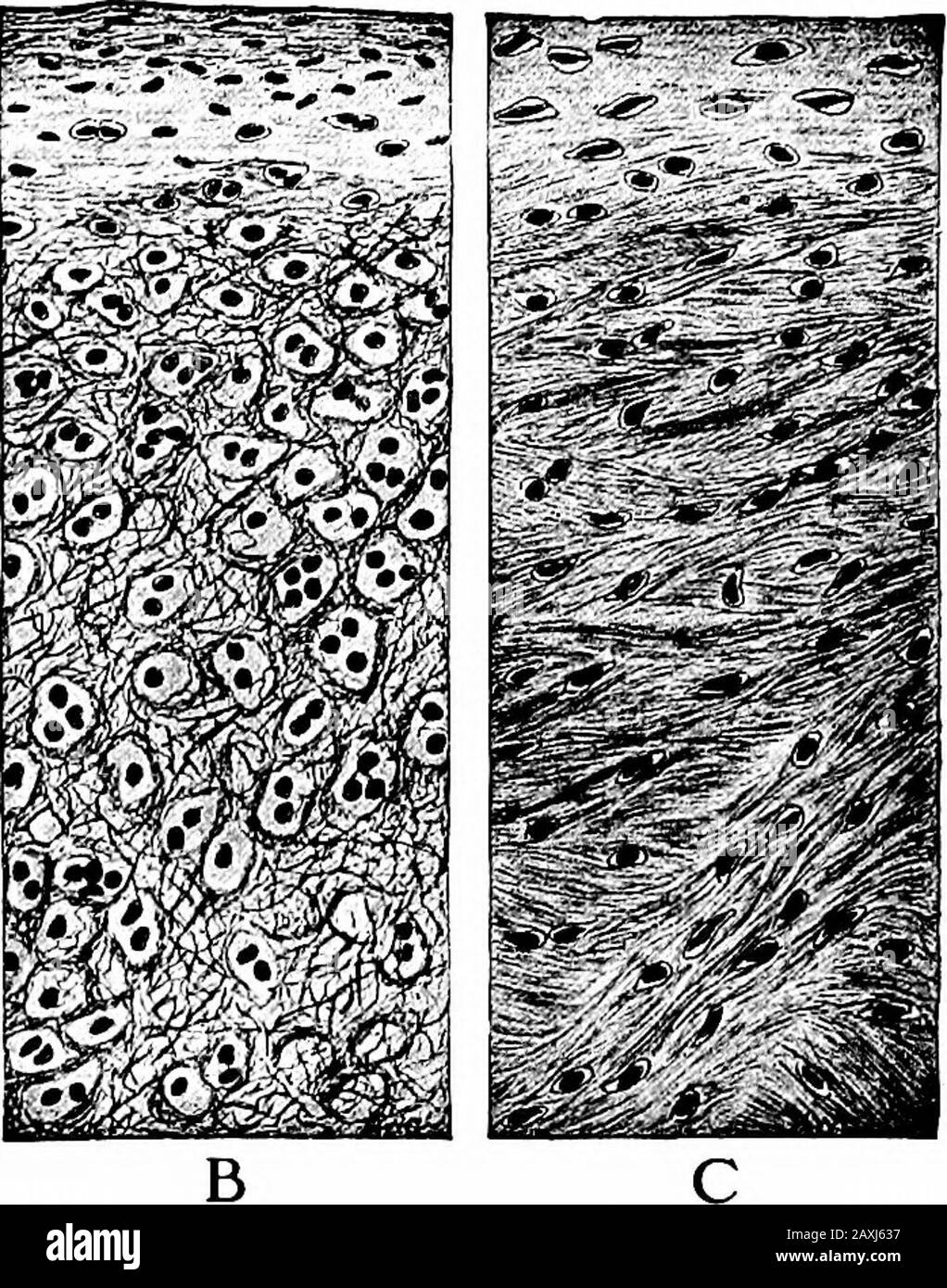 A manual of anatomy . Fig. 79.—Sections of cartilage. A, Hyalin cartilage, a. Fibrous layer of peri-chondrium; b, genetic layer of perichondrium; c, youngest chondroblasts; d, older chondro-blasts; e, capsule; /, cells; g, lacuna. B, Elastic cartilage. C, White fibro-cartilage.(Radaschs Histology.) Fibrocartilage is found as the intervertebral discs, interarticularcartilages and deepening joint cavities. It may calcify in old age. Elastic cartilage does not concern us here. Ligaments are those bands of dense white fibrous tissue that holdthe bones together. They resemble the fasciae in structu Stock Photo
