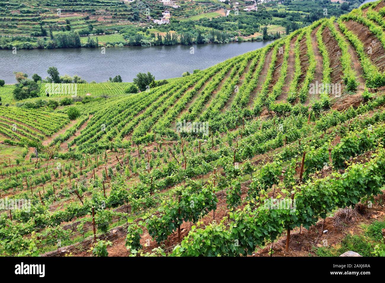 Portugal vineyard countryside landscape. Hills along Douro river valley. Alto Douro DOC wine making landscape. Stock Photo