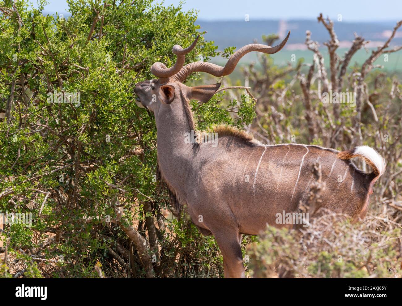 Male Kudu browsing in the Addo Elephant National Park, Eastern Cape, South Africa Stock Photo