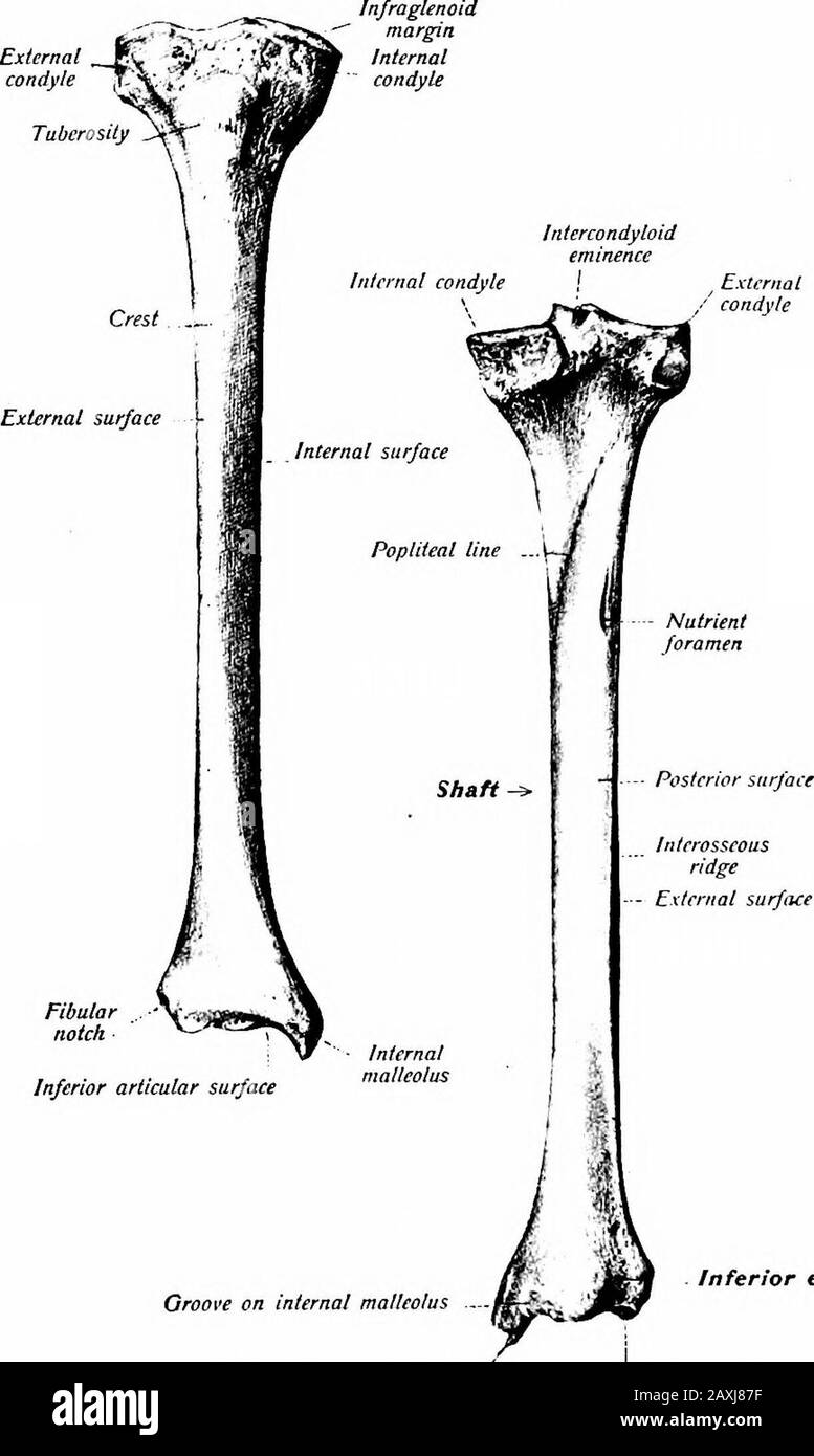 A manual of anatomy . cruciate hga-ments and the menisci of the knee joint. The lateral condyleprojects well beyond the side of the shaft and presents a smalldorsolateral facet for articulation with the proximal extremity ofthe fibula. Ventrally the iliotibal band (tracMs iliotibialis) isattached, the tendon of the m. biceps femoris is inserted and themm. extensor digitorum longus and peroneus longus arise. Thedorsomedial margin of the medial condyle is grooved for the inser-tion of the m. semimembranosus. The tuberosity is slightly distalto the condyles; its proximal portion is covered by a b Stock Photo