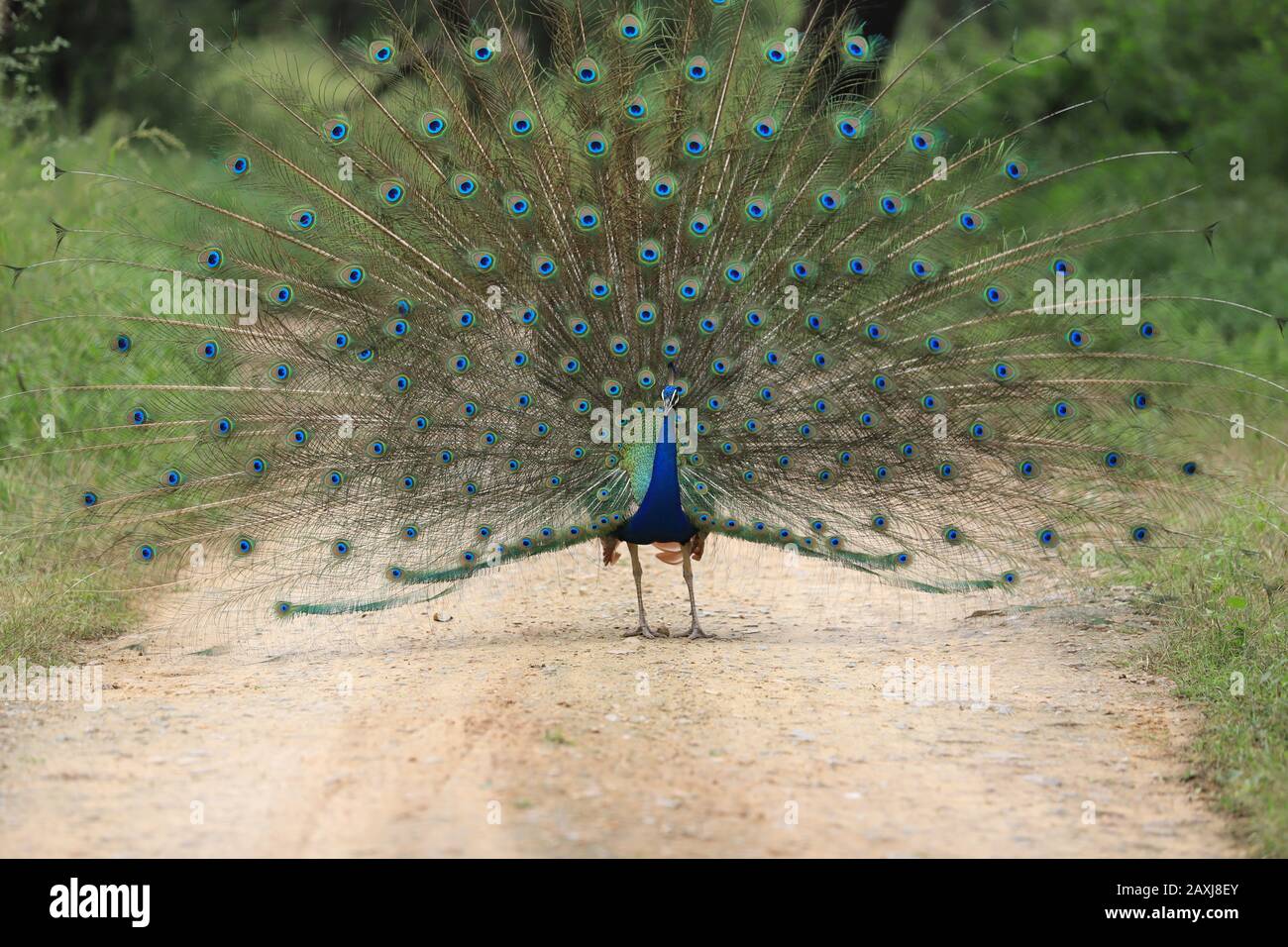 Peacock with open feathers , India Stock Photo Alamy