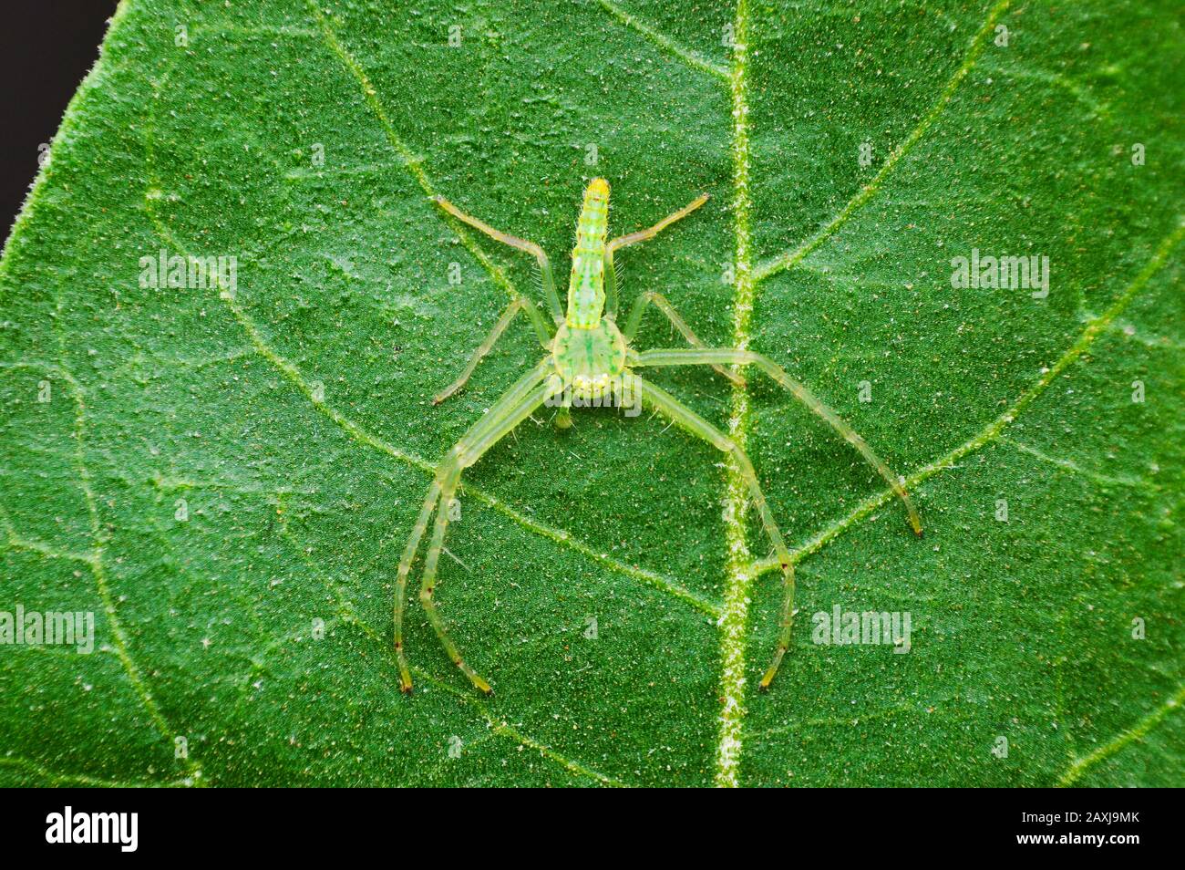 Green crab spider - Oxytate sp  , Satara district , Maharashtra , India Stock Photo