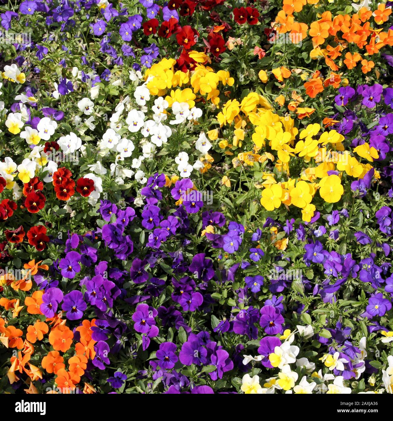 Colorful pansy flower background. Beautiful pansies in a flower bed. Square composition. Stock Photo