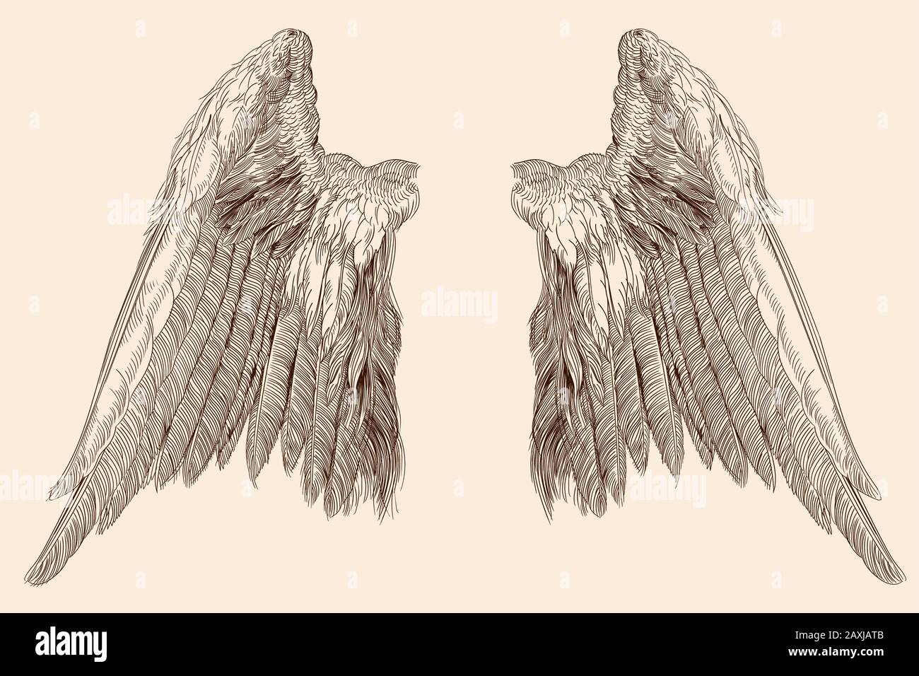 Two wings of an angel. Stock Vector