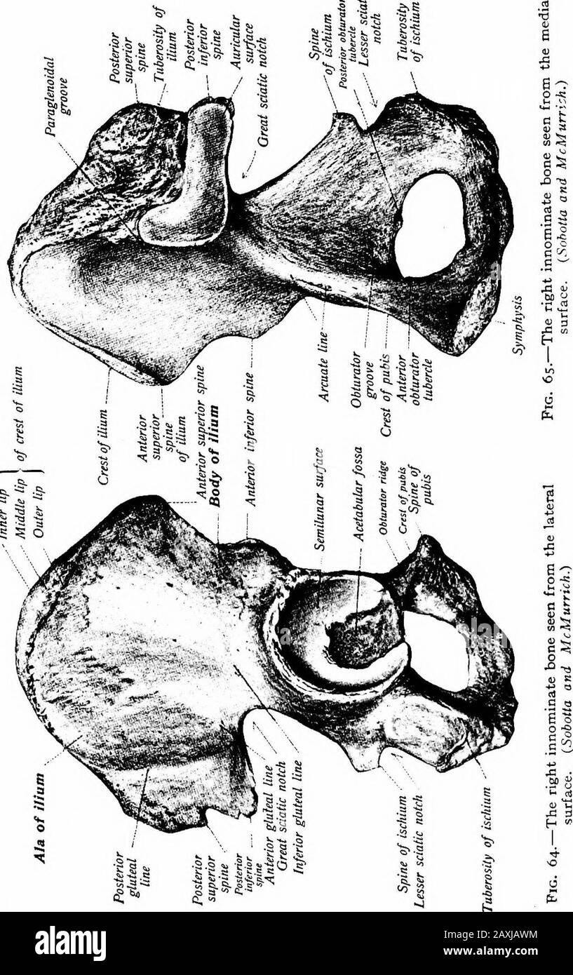 A manual of anatomy . {labrum medialis) and an intervening area {linea inter-media). The crest is in the form of a quarter circle and extendsfrom the ventral superior spine to the dorsal superior spine in adouble curve. From the dorsal part of the crest the mm. quadratuslumborum, latissimus dorsi and sacrospinalis arise; on the ventralpart the mm. obliquus abdominis internus and transversus ab-dominis arise and the oblique abdominis externus is inserted. Theventral superior spine {spina iliaca anterior superior) is a blunt processthat affords origin to the m. sartorius and laterally to the m. Stock Photo