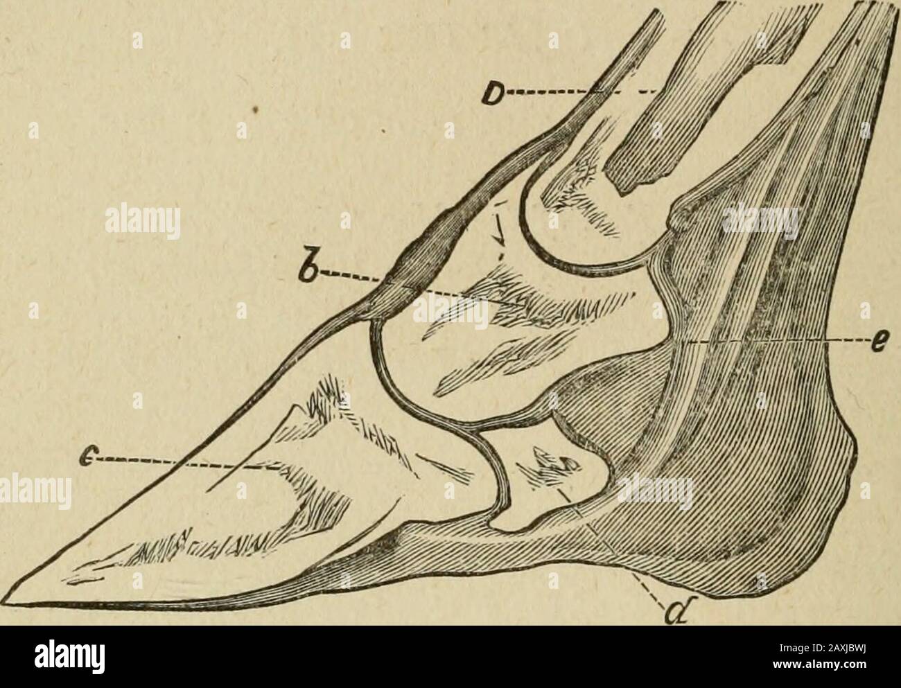 The diseases of live stock and their most efficient remedies; . oom