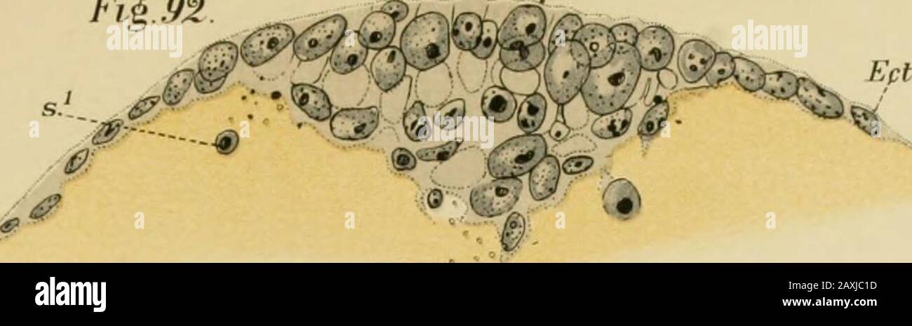 The embryology and metamorphosis of the Macroura . yer of ectoderm. The invagination of the mouth has notyet appeared. Some nuclei of cells which lie immediately below the surface, especiallyin the thoracic abdominal plate region, are represented. x291. Figs. 94-9.5. Transverse sections of embryo, belonging to the same series as Fig. 92, to illustratethe structure of the thickening optic disks. Degenerating nuclear products («., .s-.^,Fig. 95) are present, and two cells are seen delaminating side by side in Fig. 95. REFERENCE LETTERS. A. (/), rmiiiiR-nt of first anteiiiui.A. (11), nidiuient of Stock Photo