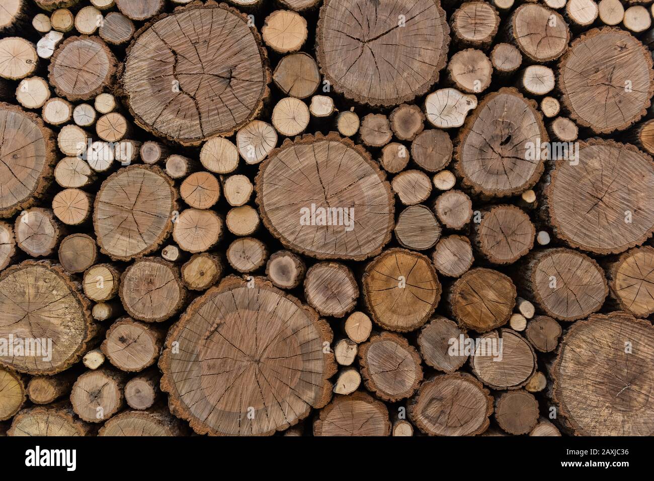 Round wood stem pattern Stock Photo