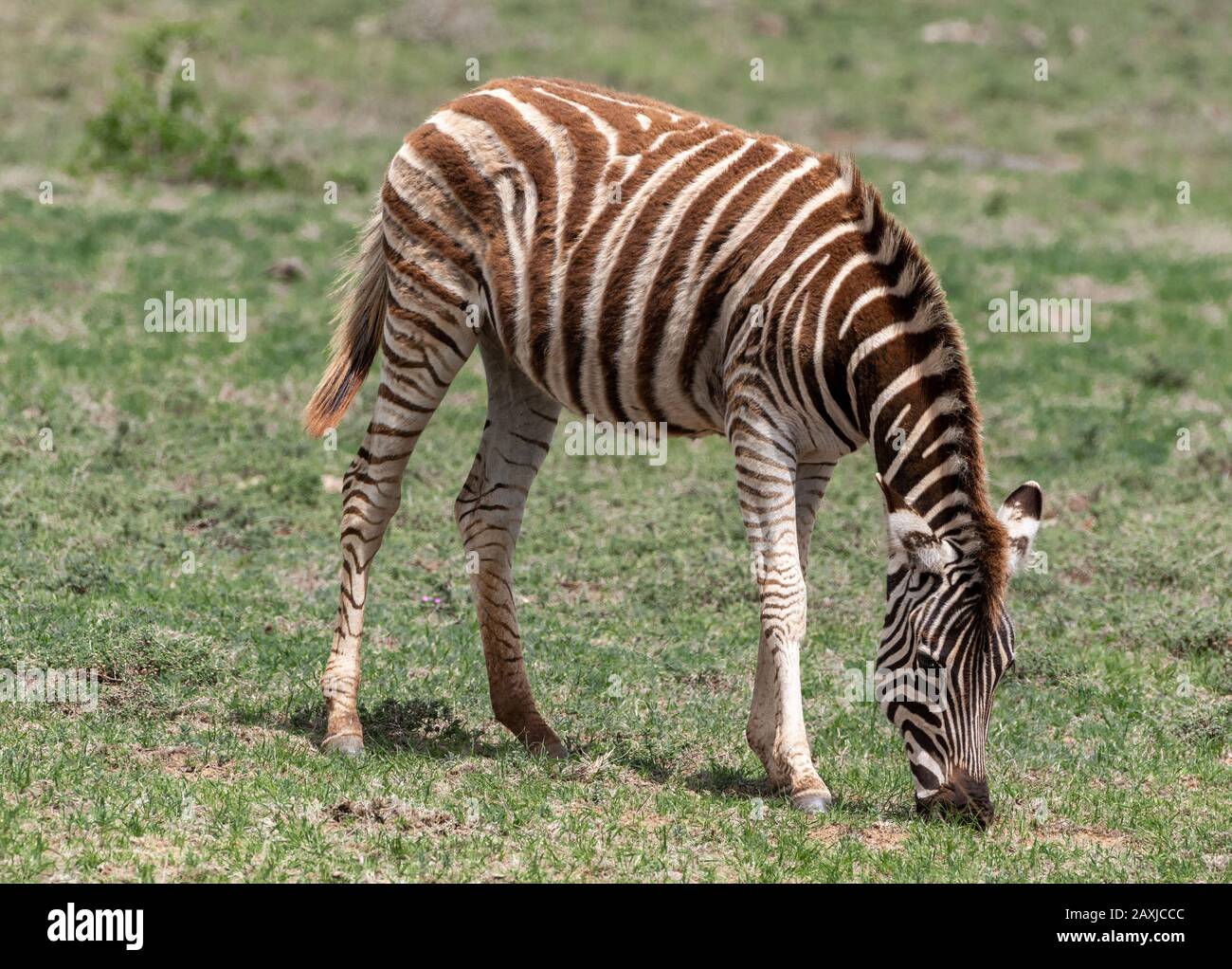 Zebra foal grazing in the Addo Elephant National Park, South Africa Stock Photo